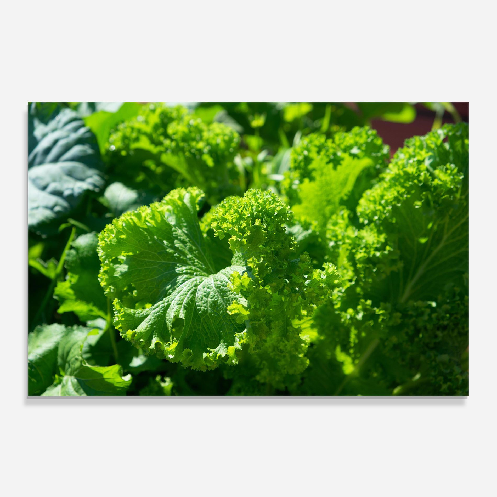 Preetty Green Lettuce mockup 0