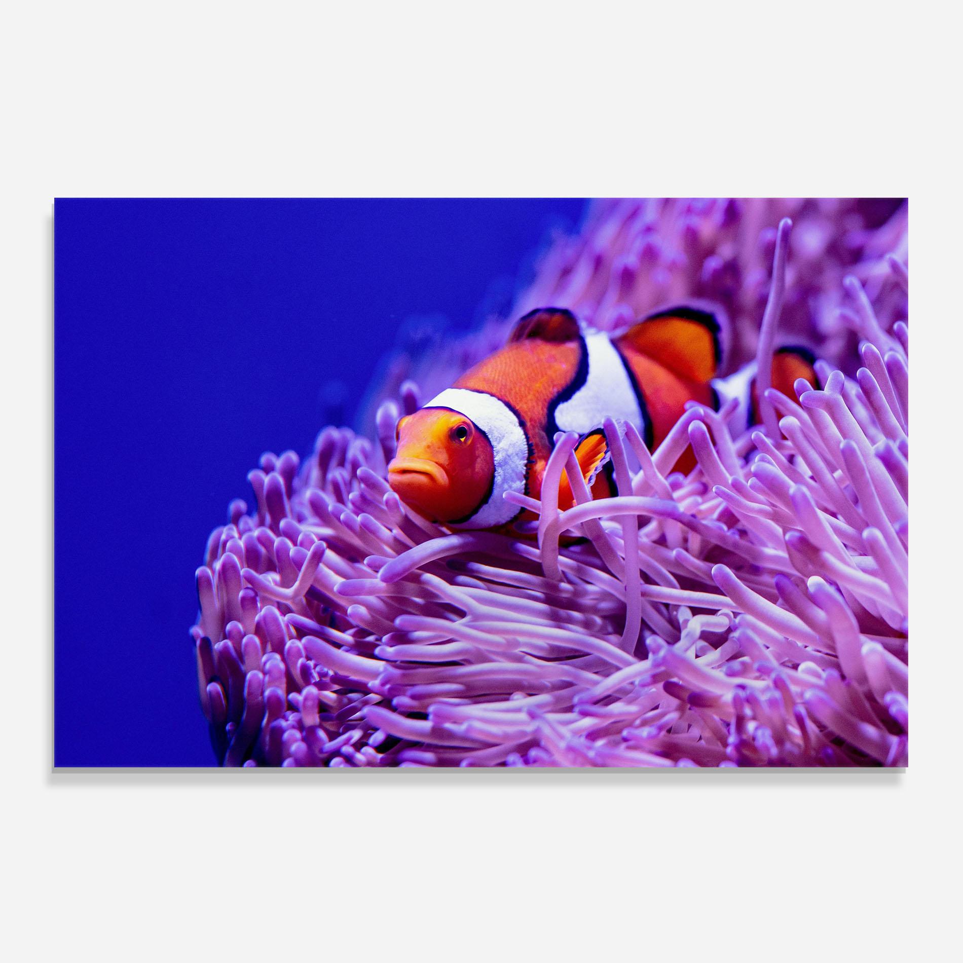 Küchenrückwand Glas Angry Nemo mockup 0