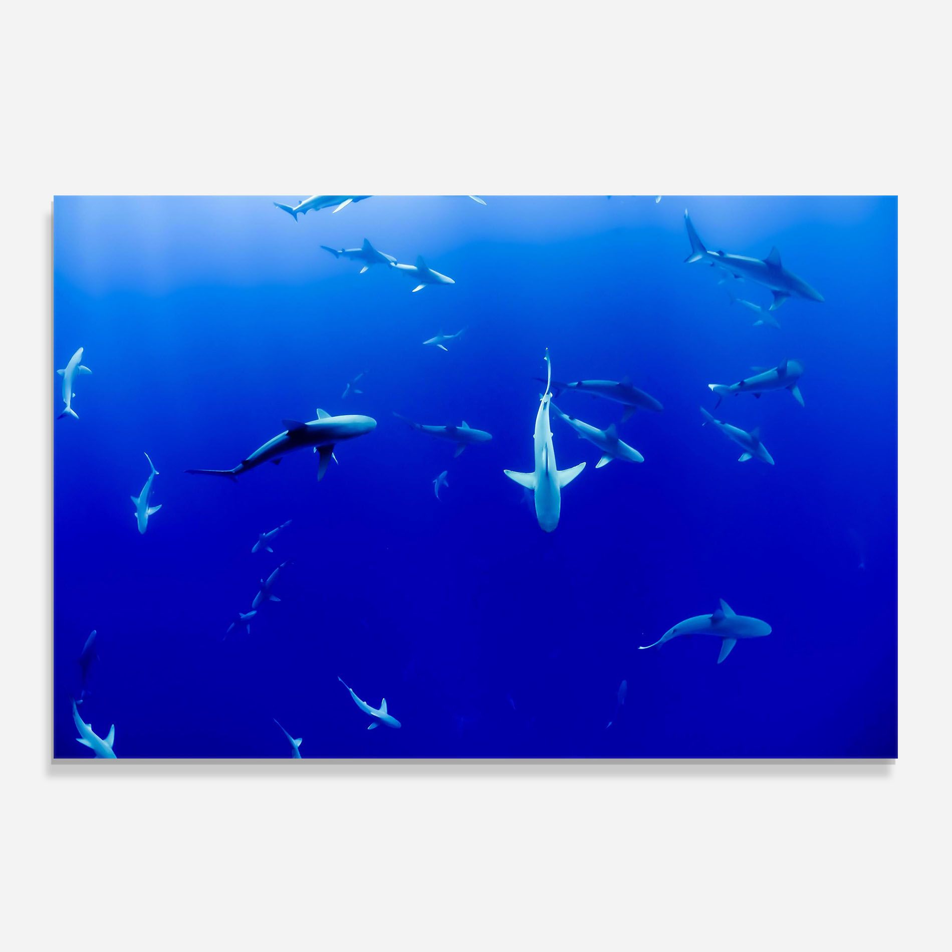 Baby Sharks mockup 0