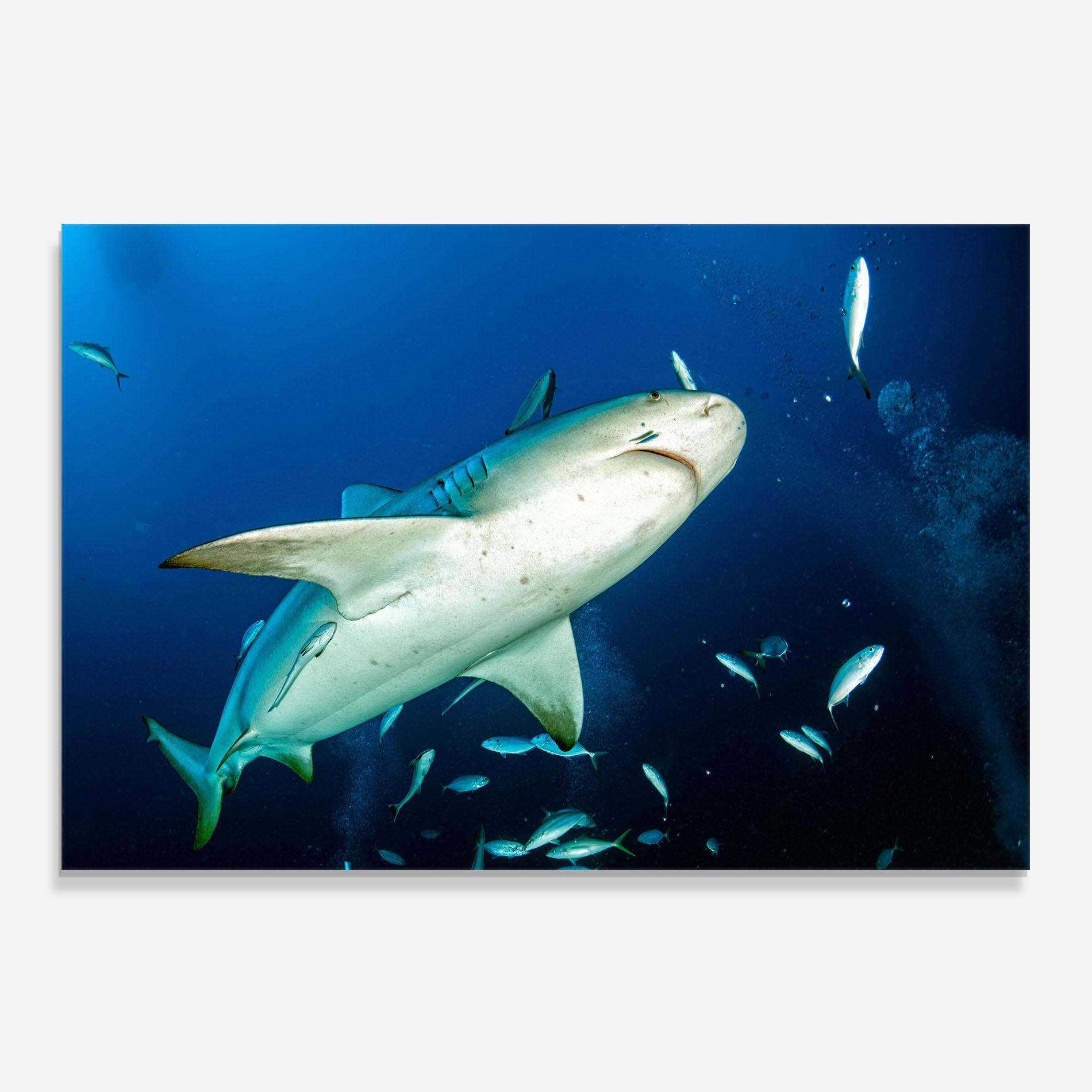 Küchenrückwand Glas Bull Shark mockup 0