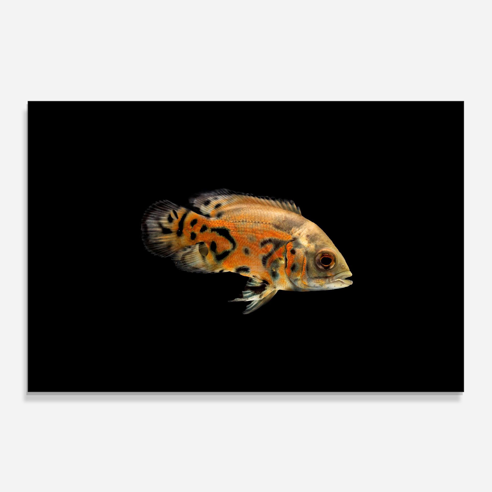 Cute Brown Fish mockup 0