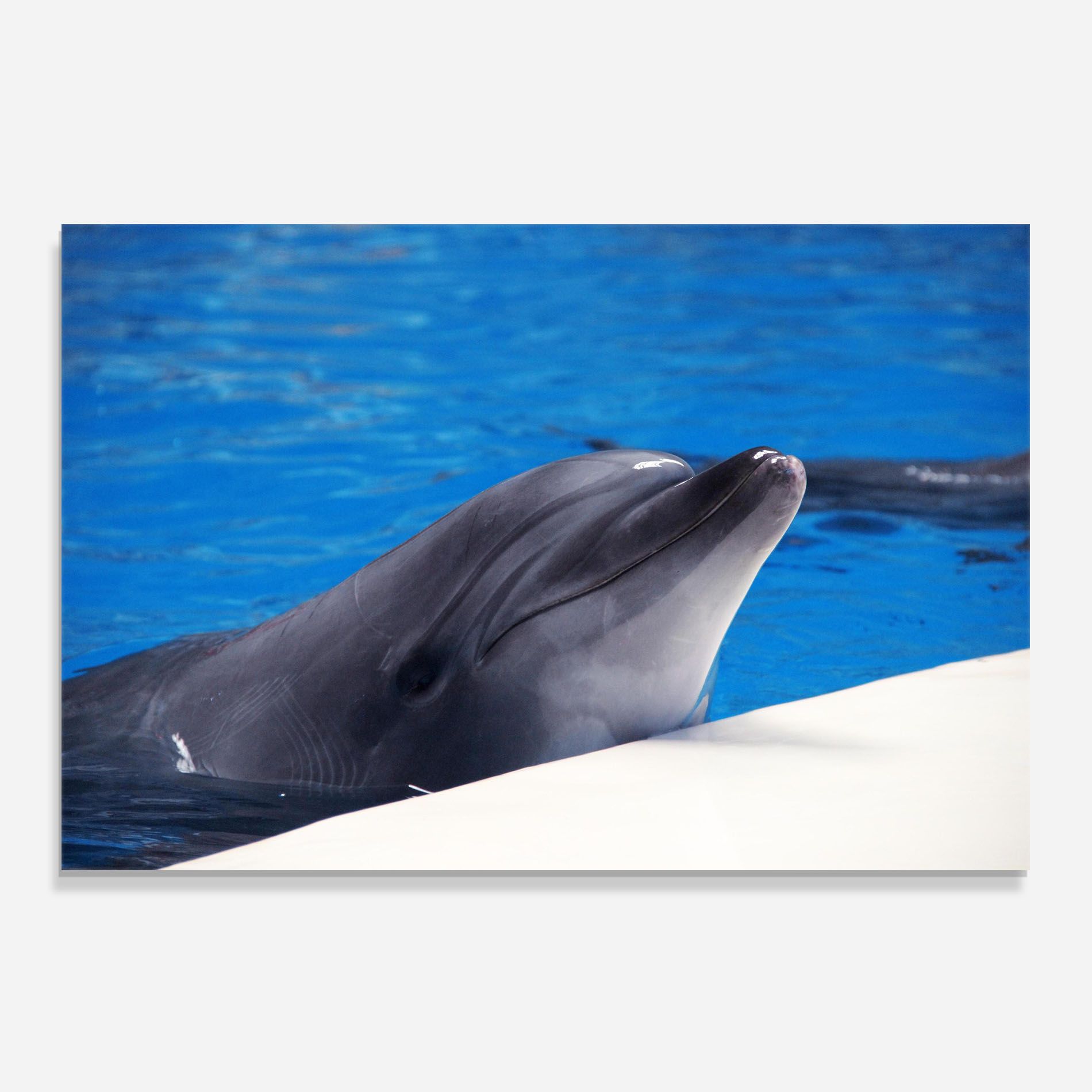 Cute Dolphin mockup 0