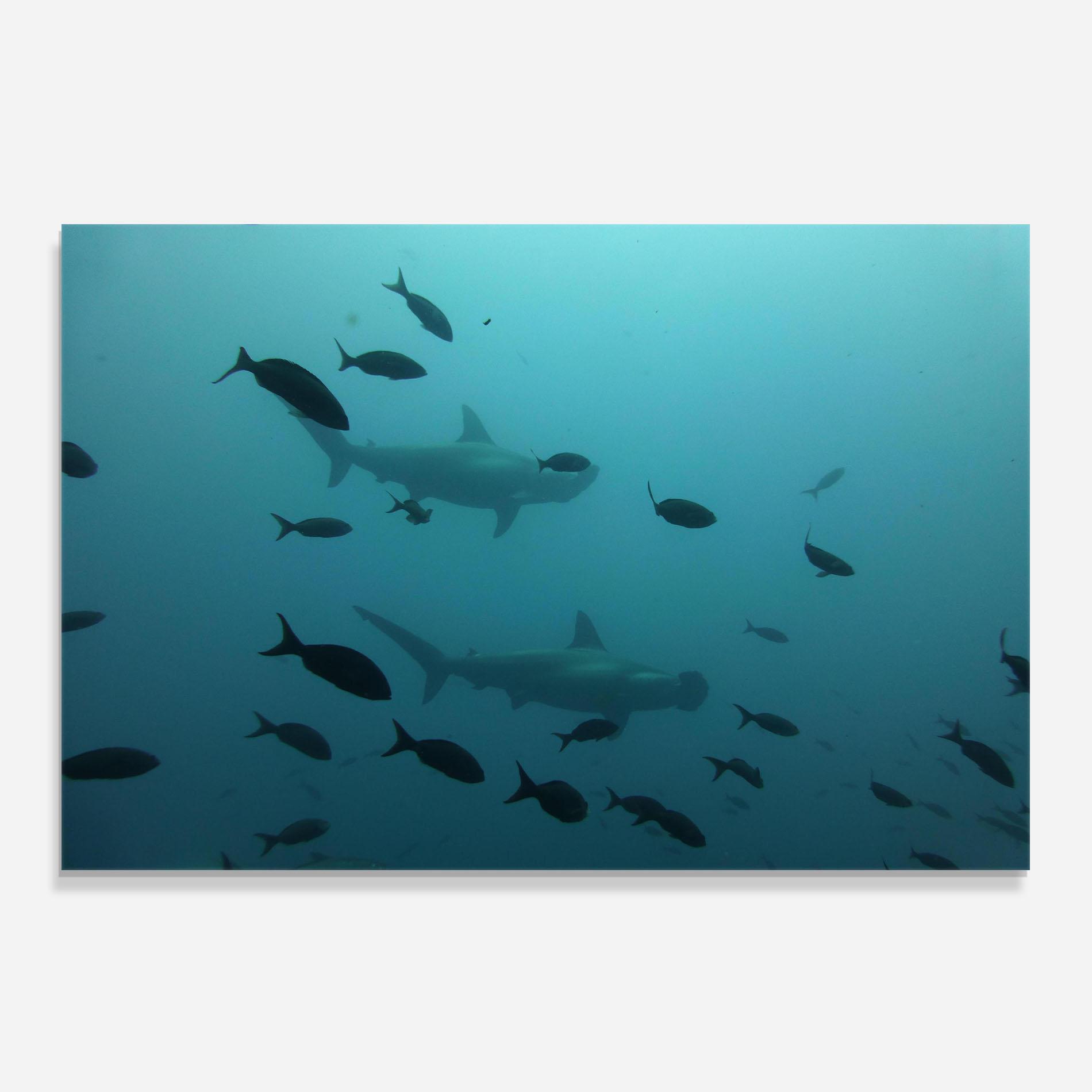 Küchenrückwand Glas Fish Shilouette mockup 0