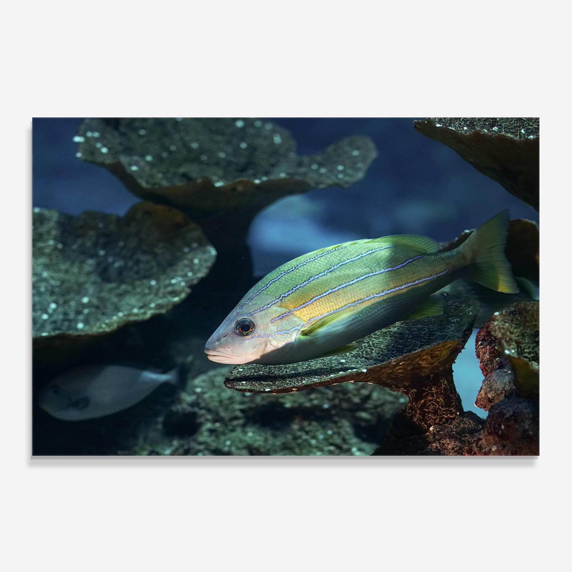 Green Gold Fish mockup 0