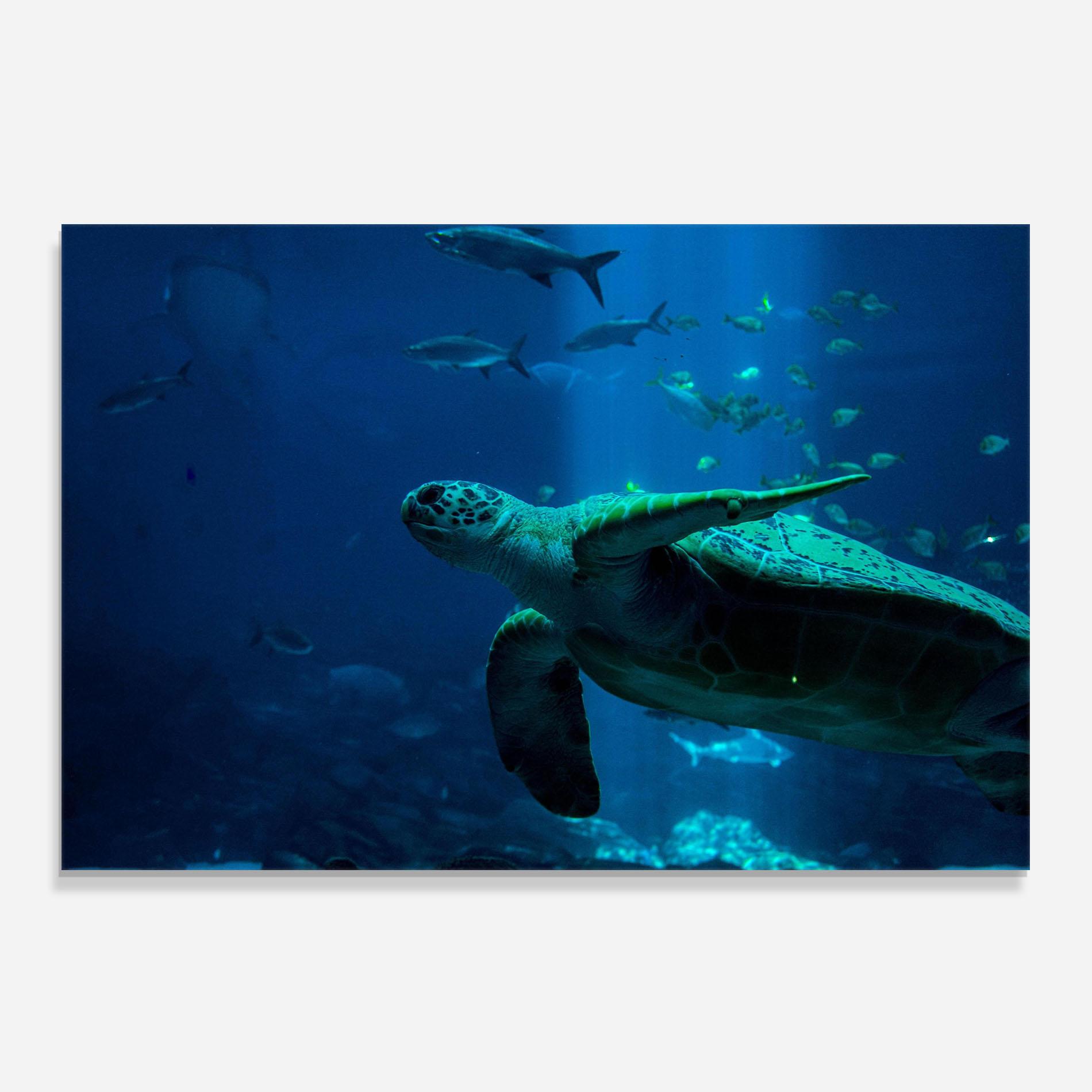 Küchenrückwand Glas Green Turtule mockup 0