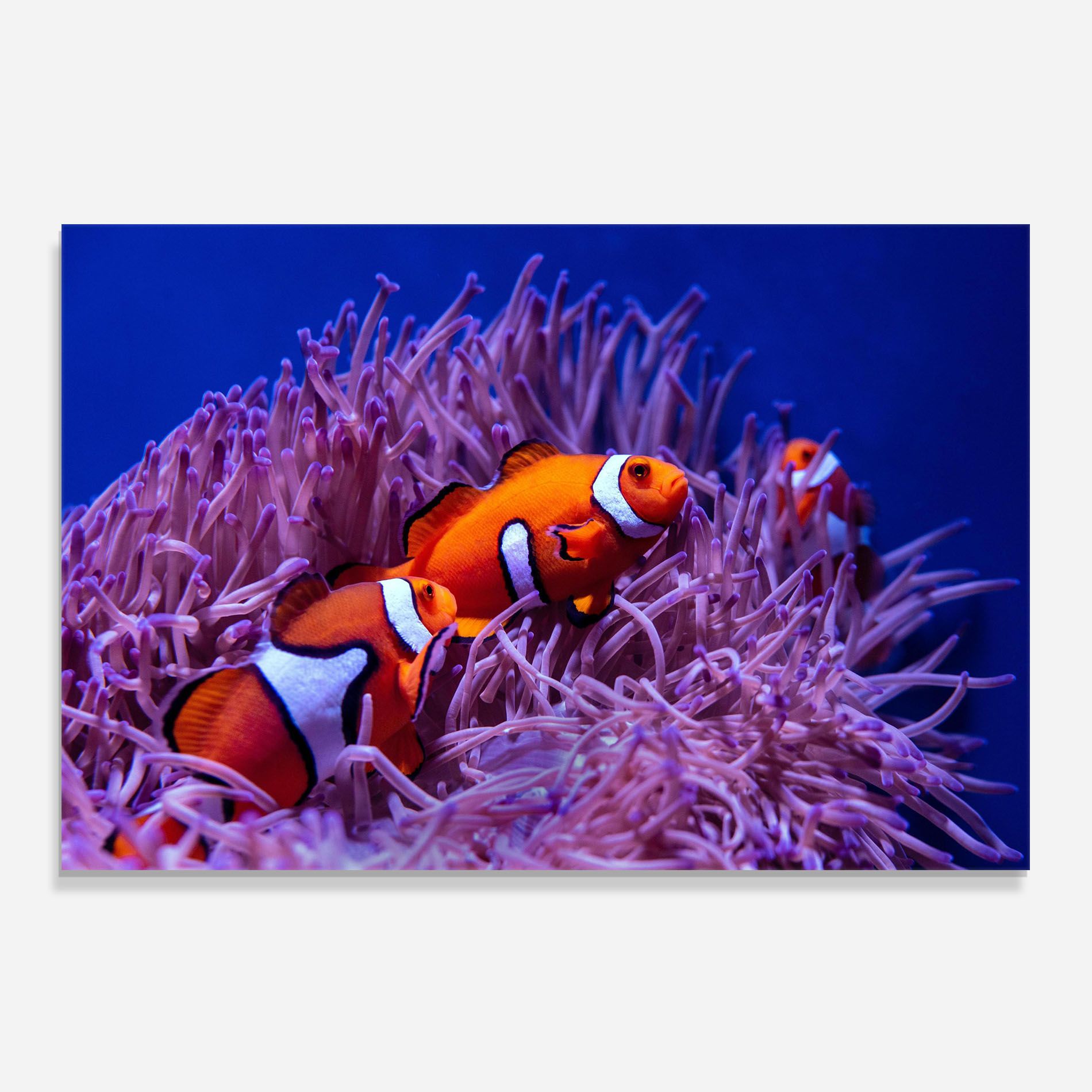 Nemo Family mockup 0