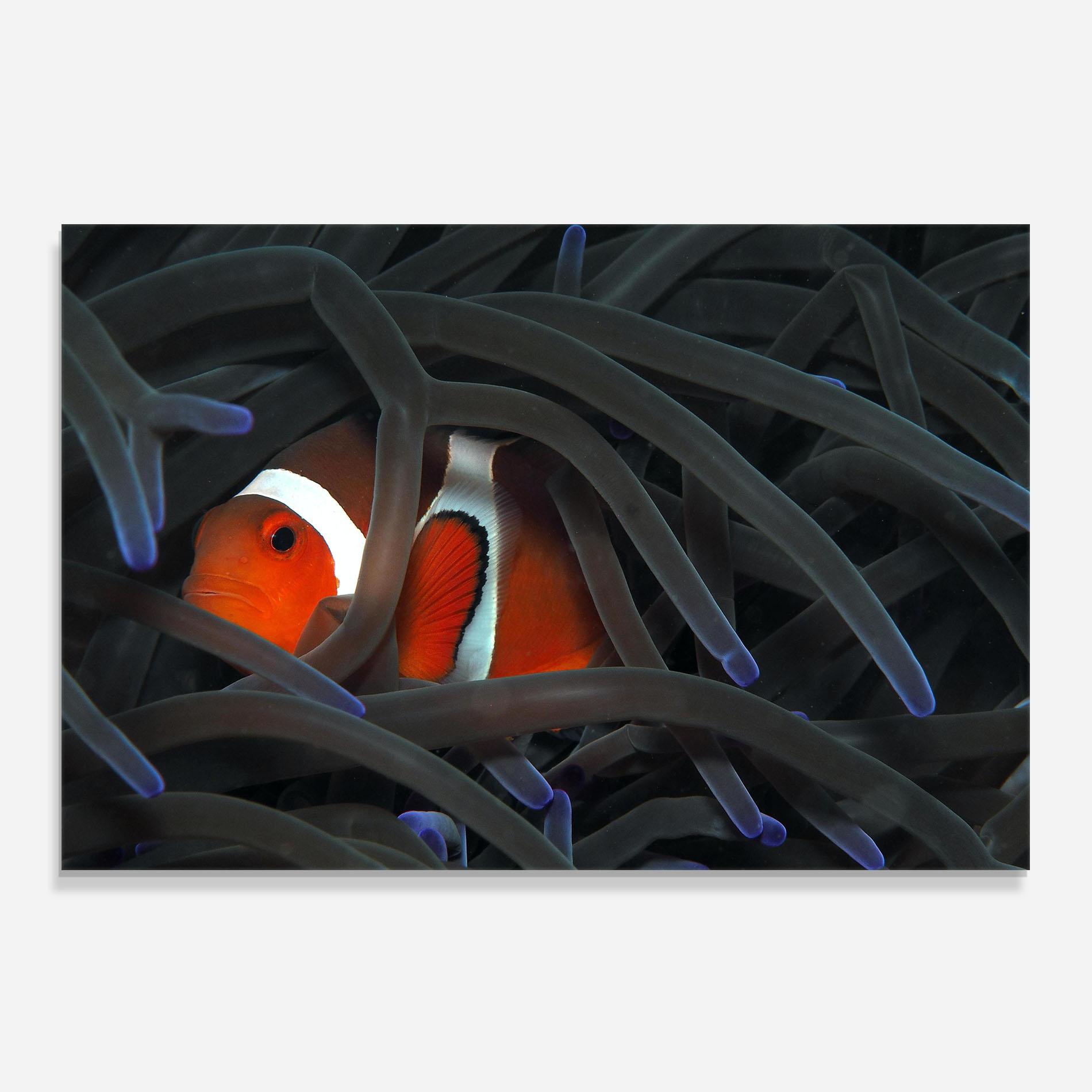 Küchenrückwand Glas Nemo Hiding mockup 0