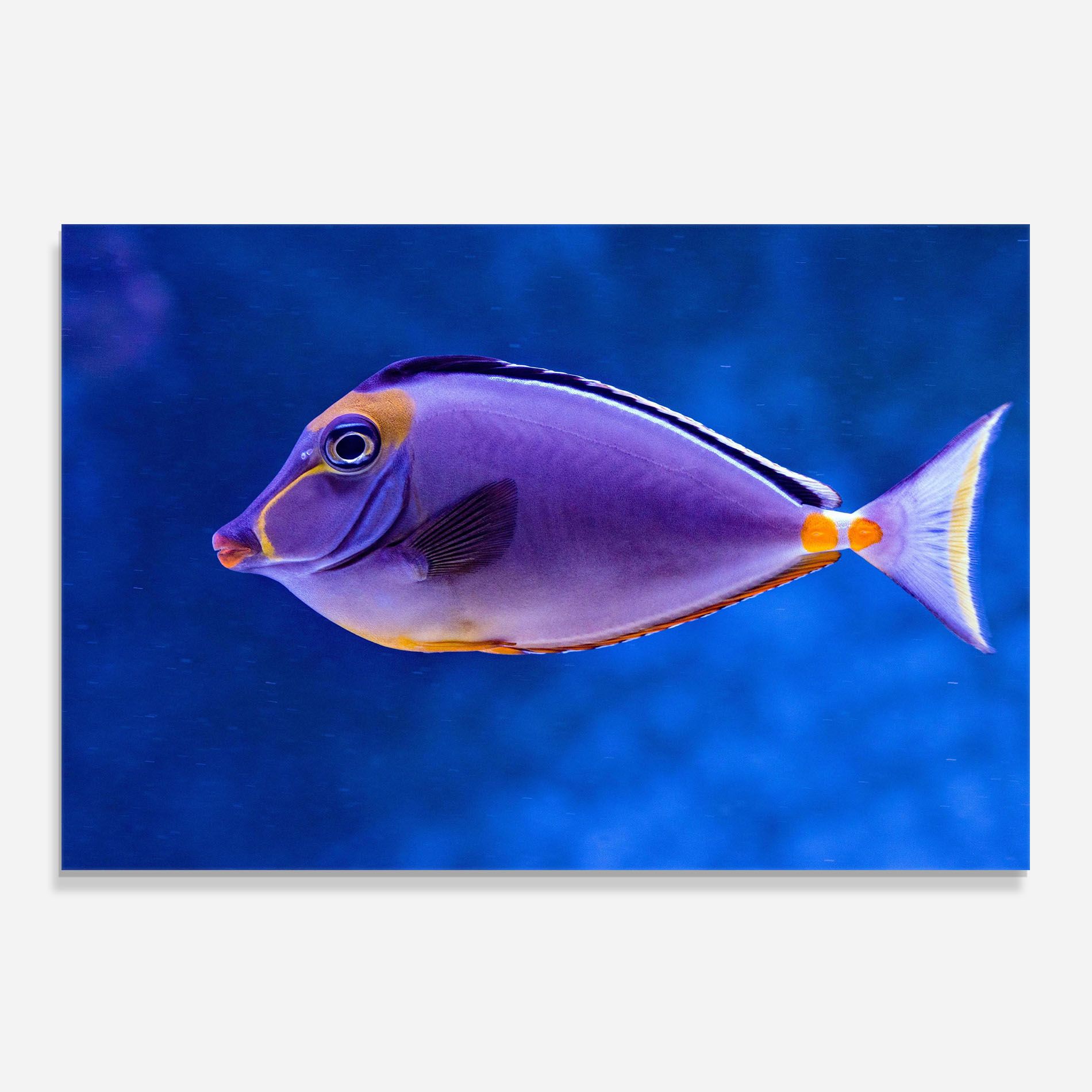 Pink Lips Fish mockup 0