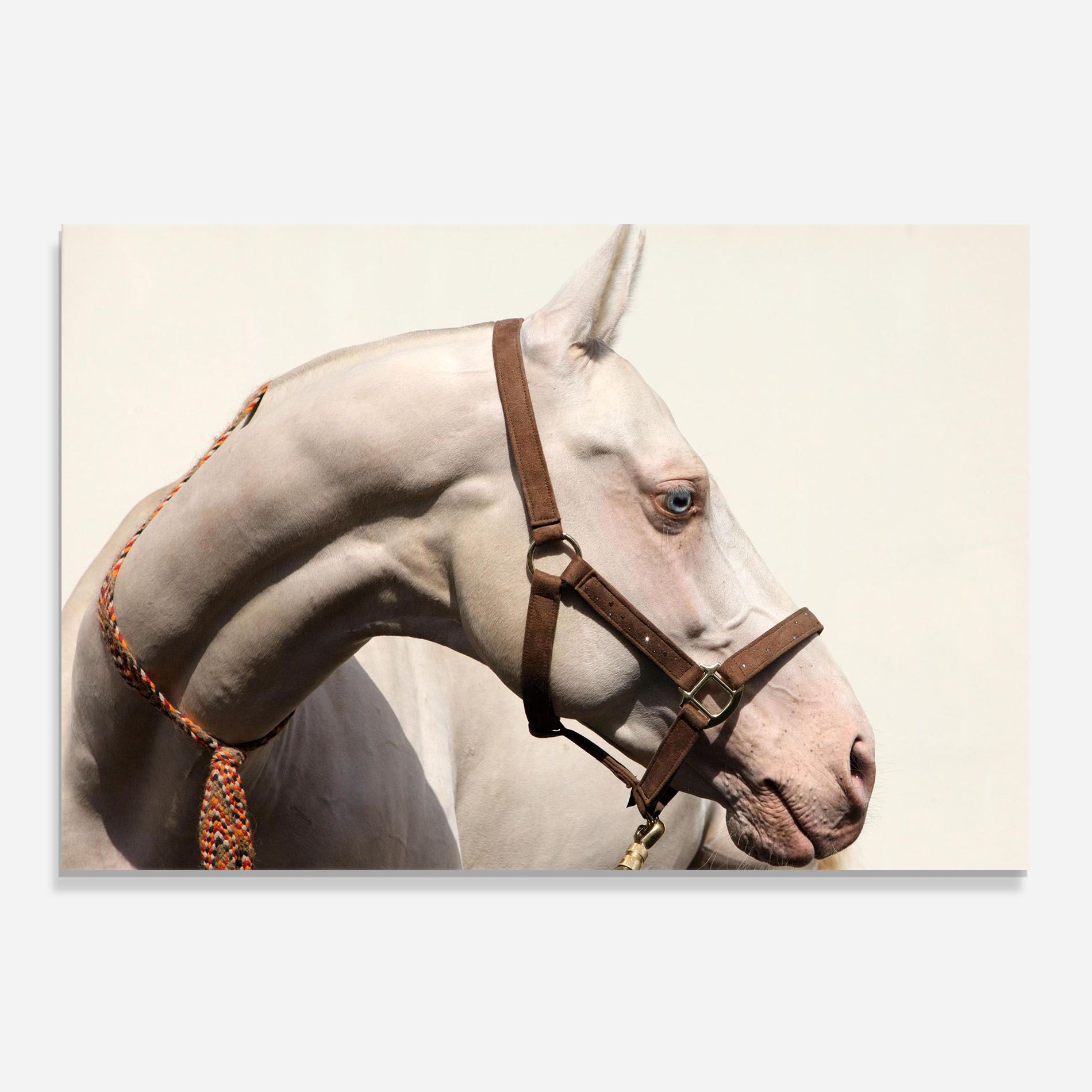 Blue Eye Horse mockup 0