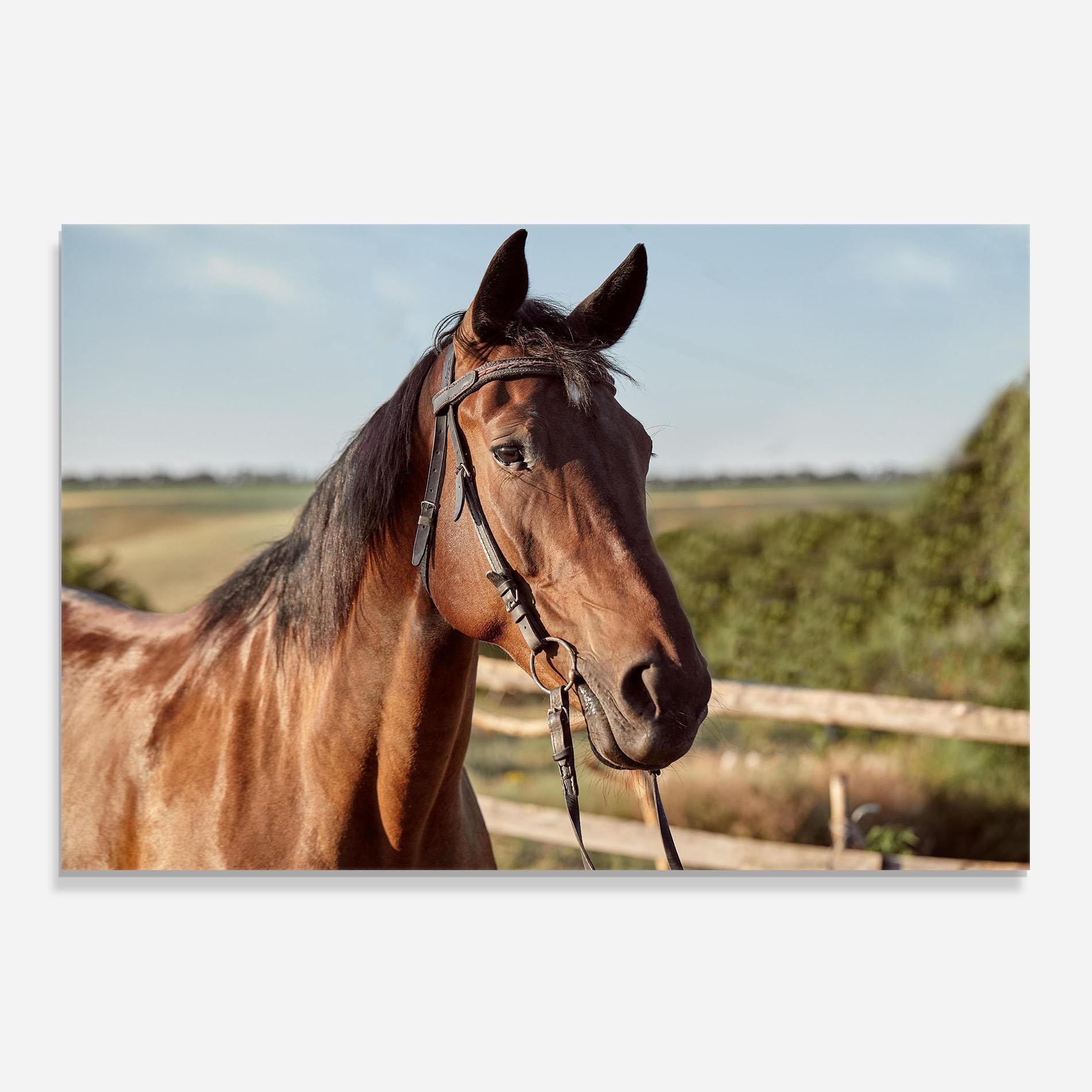 Küchenrückwand Glas Brown Horse Close Up mockup 0