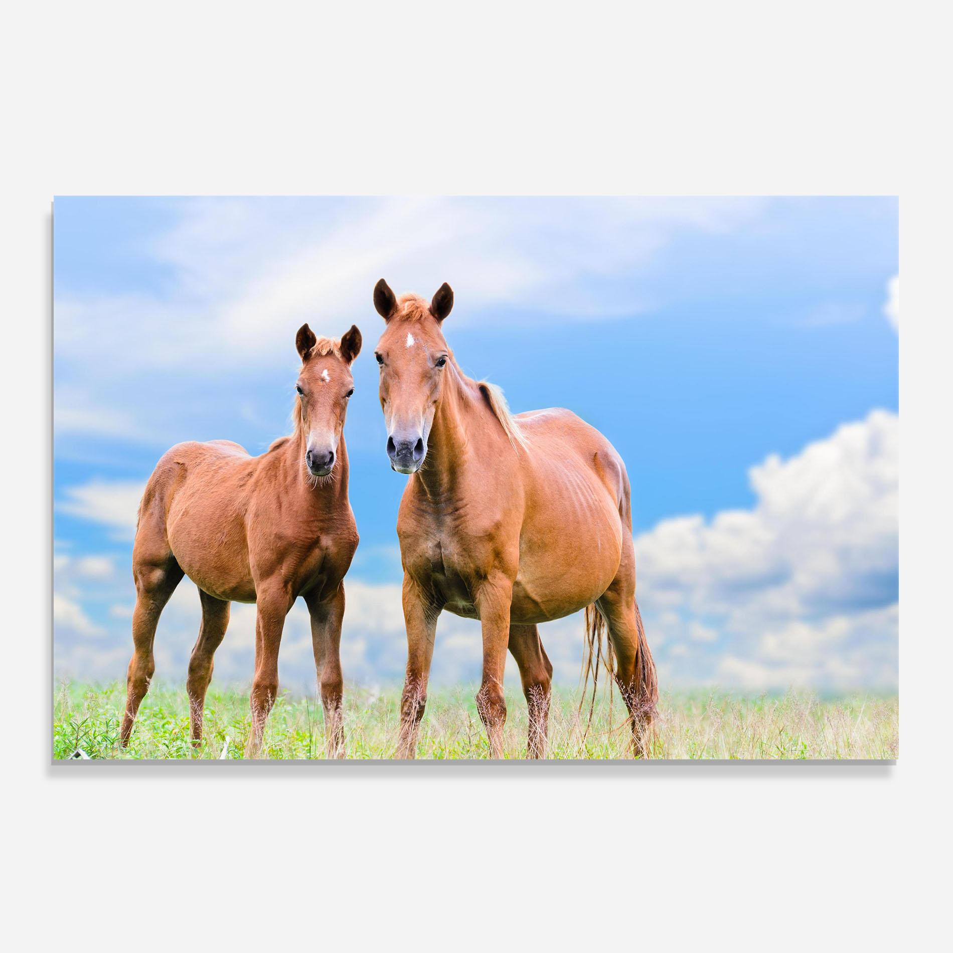 Küchenrückwand Glas Brown Horse Looking mockup 0