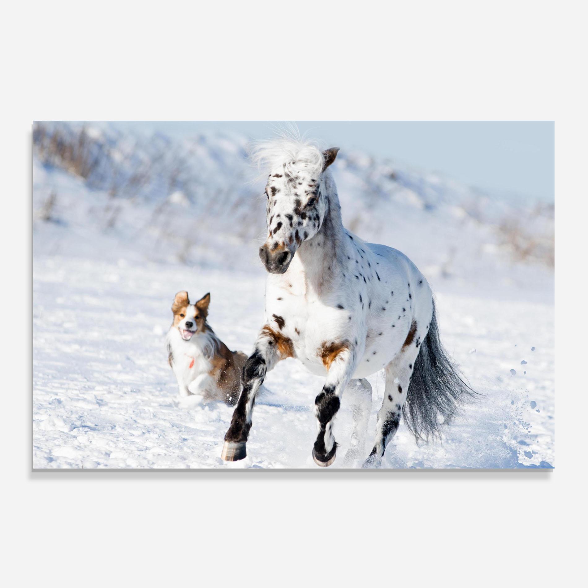 Küchenrückwand Glas Dog And Horse Running mockup 0