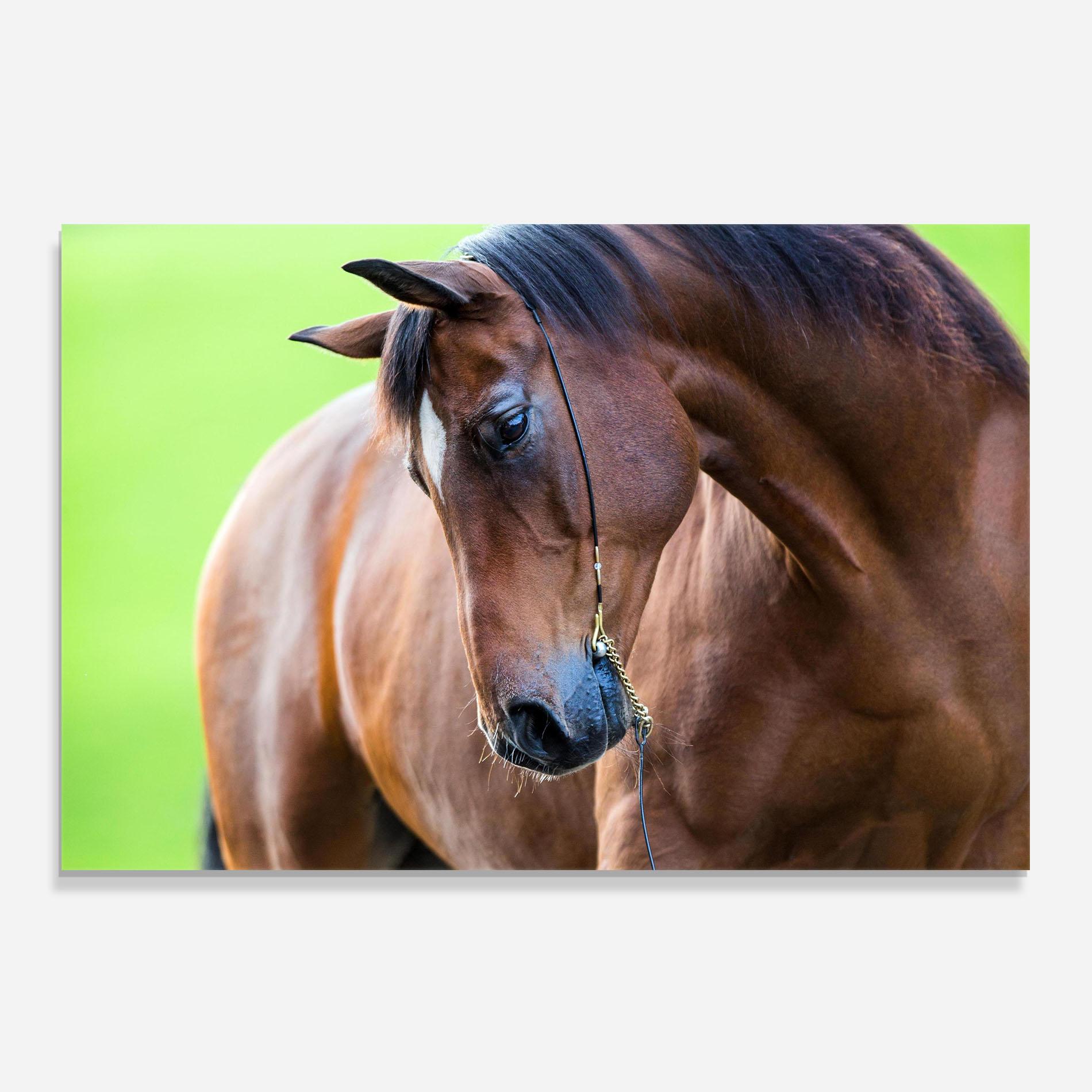 Küchenrückwand Glas Horse Head Portrait mockup 0