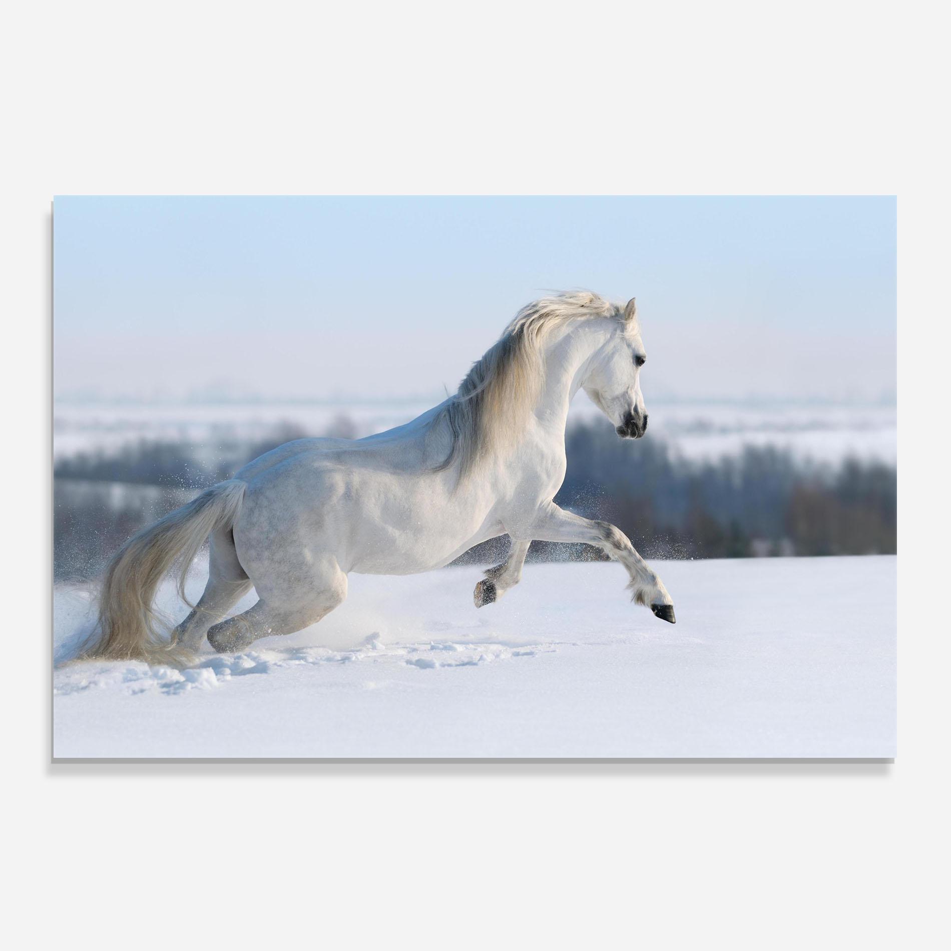 Küchenrückwand Glas Snow Horse Running mockup 0