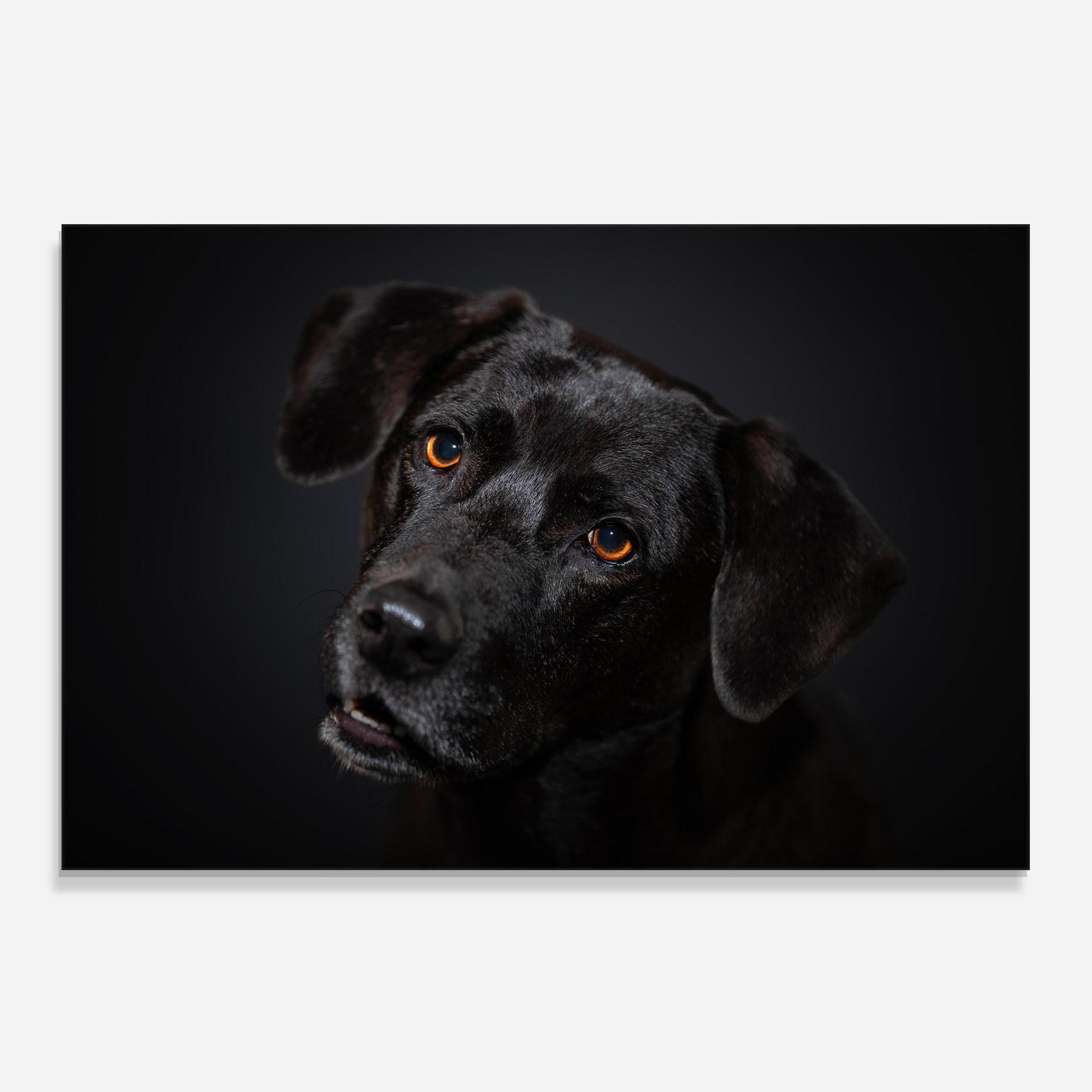 Küchenrückwand Glas Black Dog Portrait mockup 0