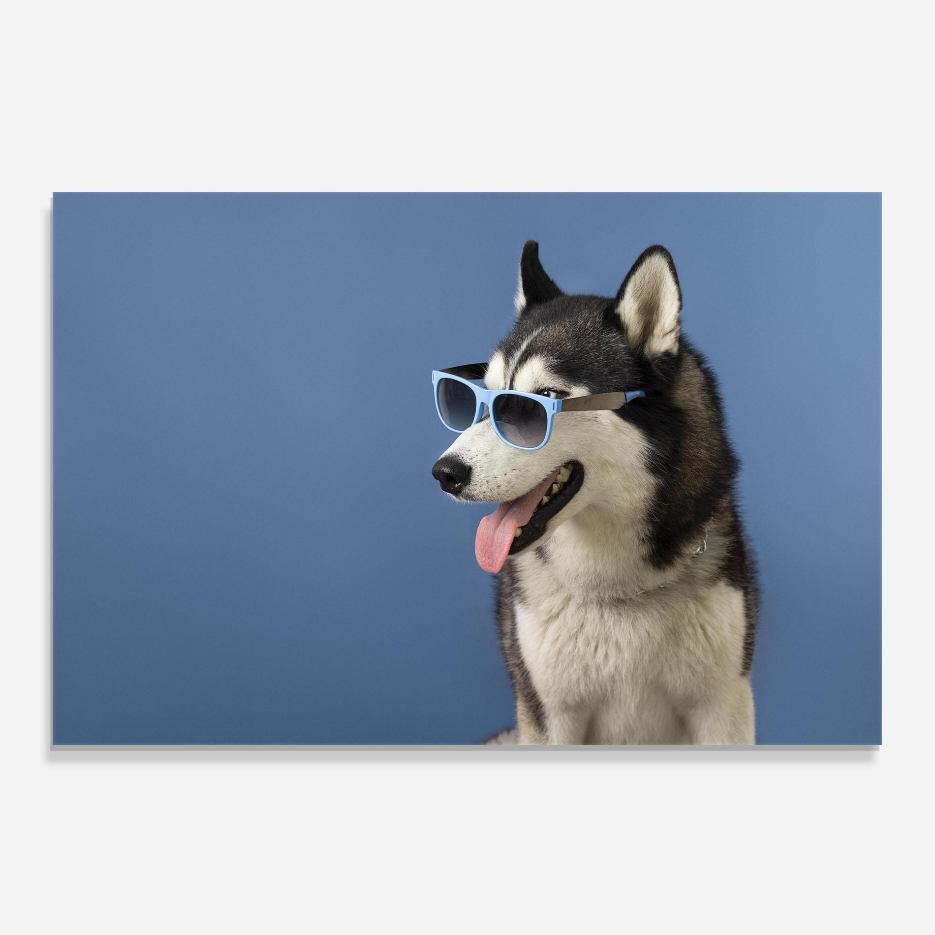 Küchenrückwand Glas Blue Glasses Dog mockup 0