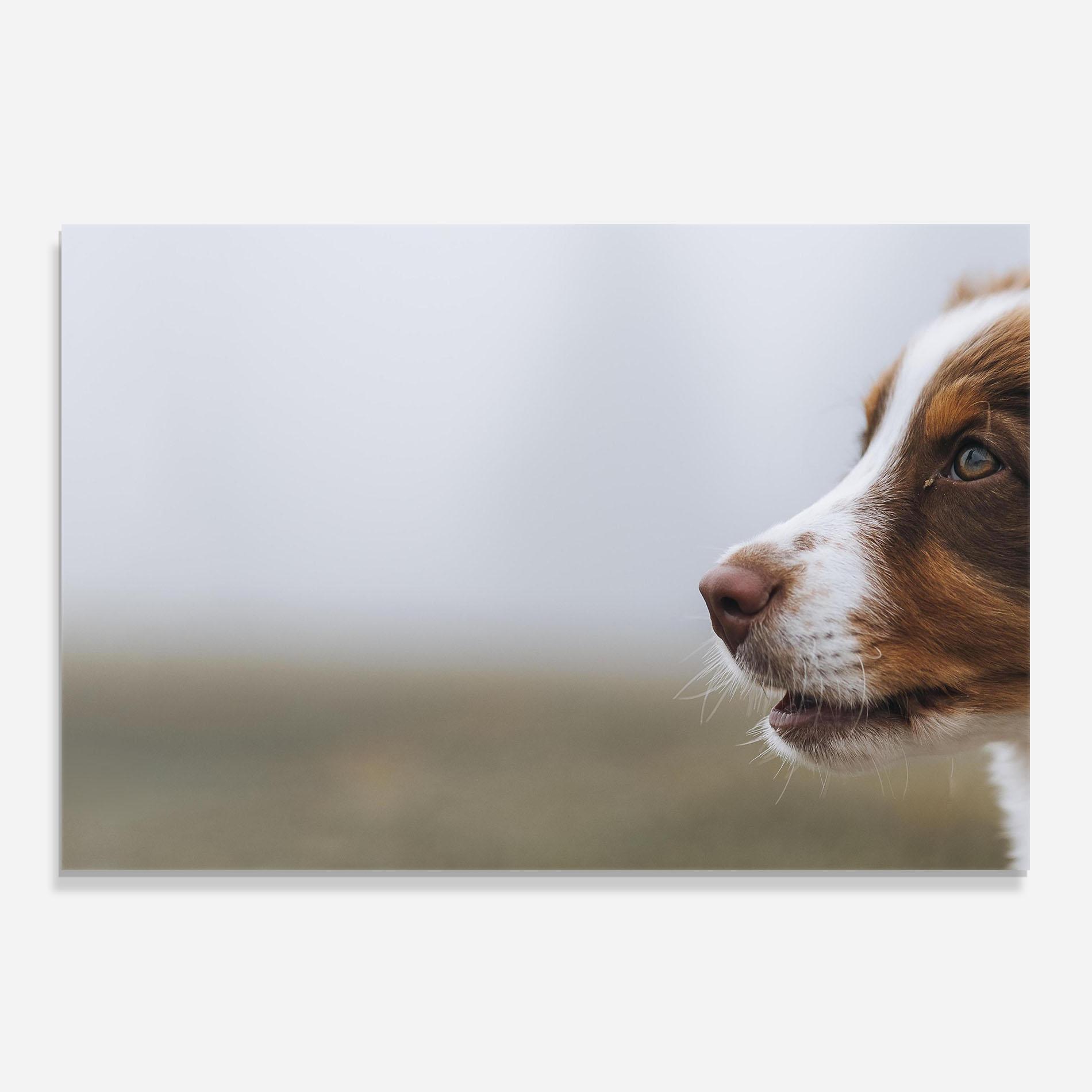Küchenrückwand Glas Brown White Dog mockup 0