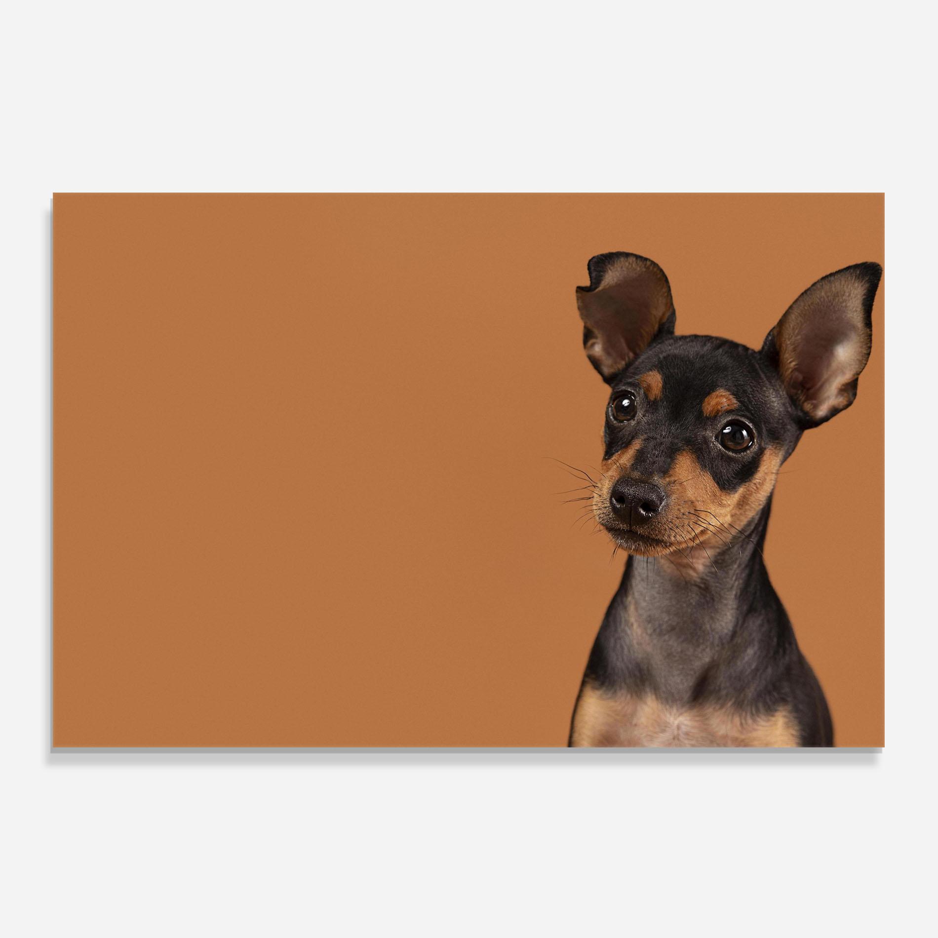 Küchenrückwand Glas Cute Dog Portrait mockup 0