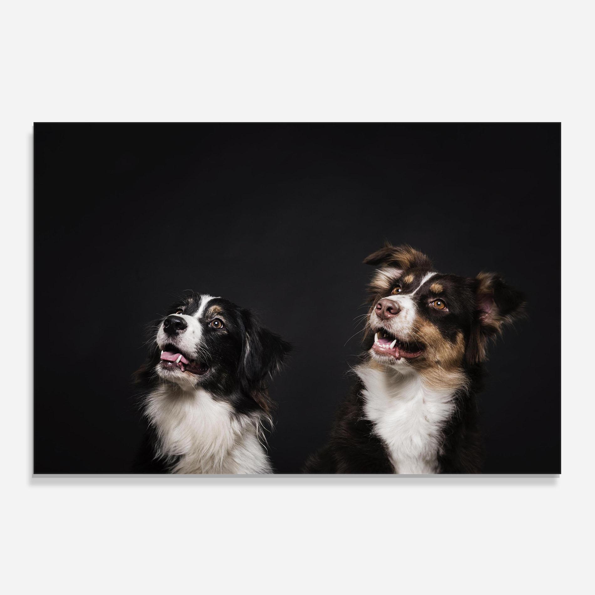 Küchenrückwand Glas Cute Dogs Standing mockup 0