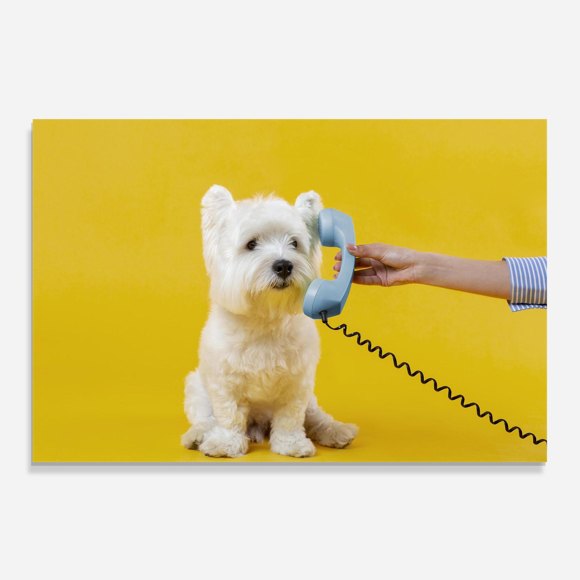 Küchenrückwand Glas Cute Little Dog mockup 0