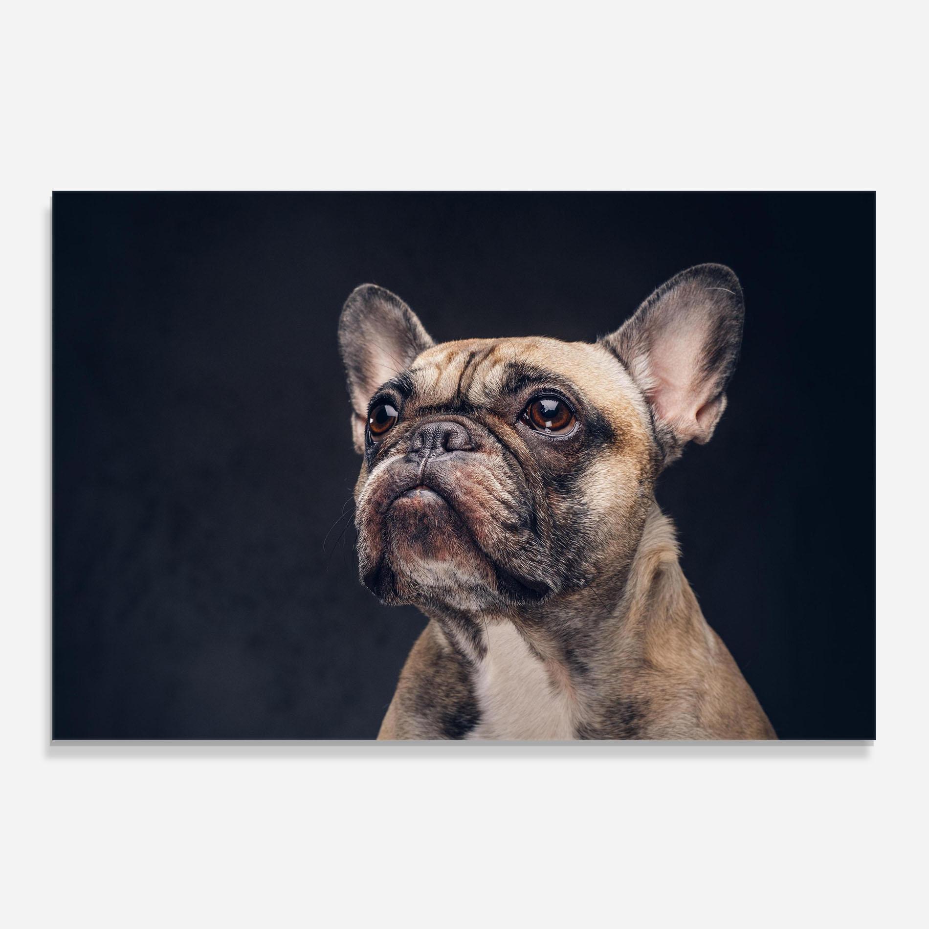 Küchenrückwand Glas Dog Looking Up mockup 0