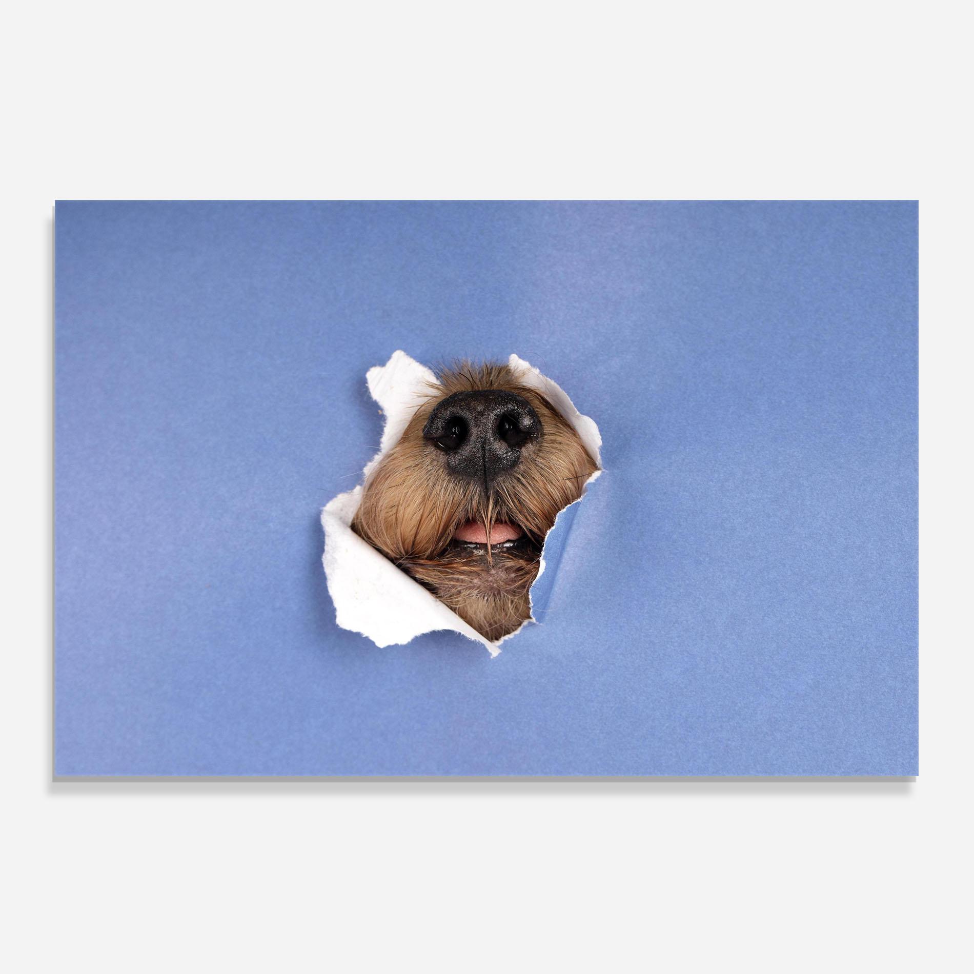 Küchenrückwand Glas Dog Small Nose mockup 0