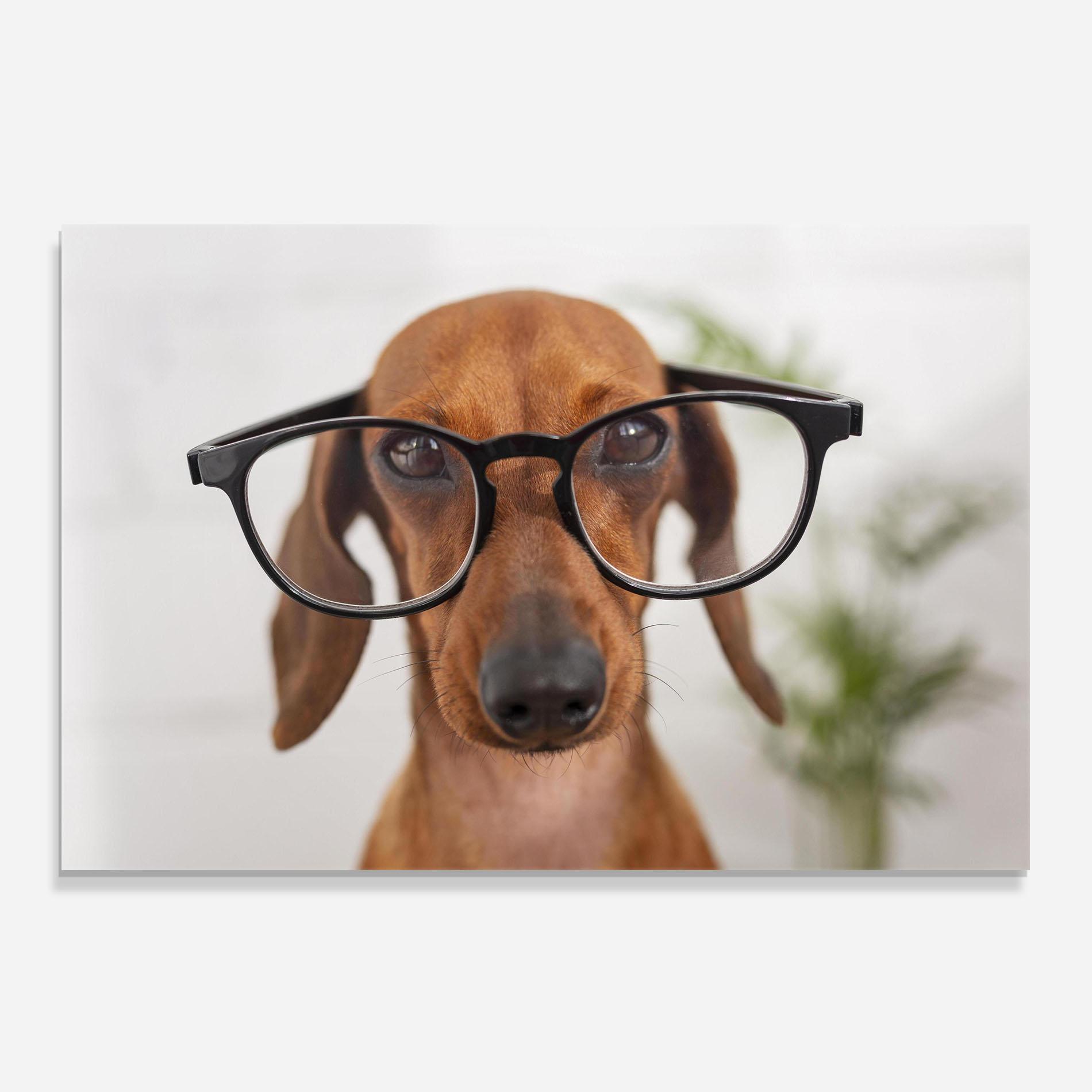 Küchenrückwand Glas Dog Wearing Glasses mockup 0