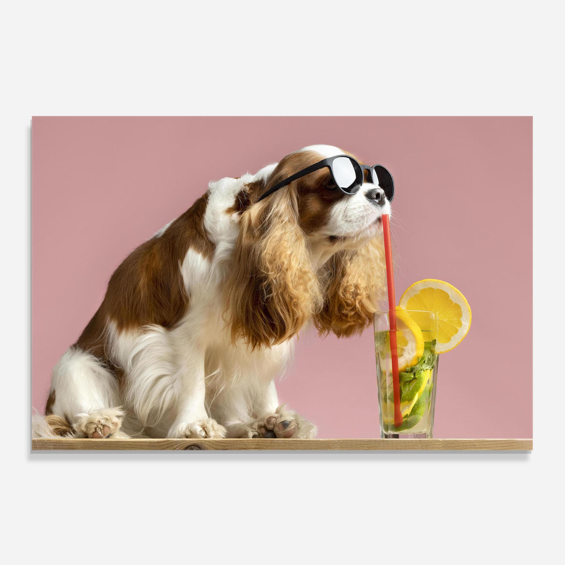 Küchenrückwand Glas Dog With Juice mockup 0