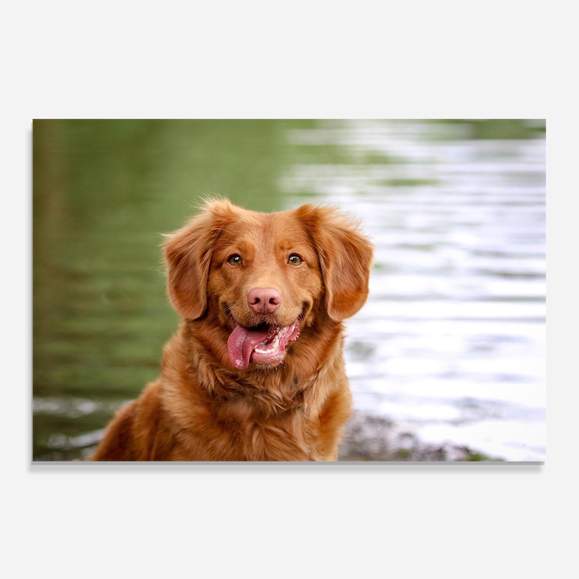 Küchenrückwand Glas Gren Water Dog mockup 0