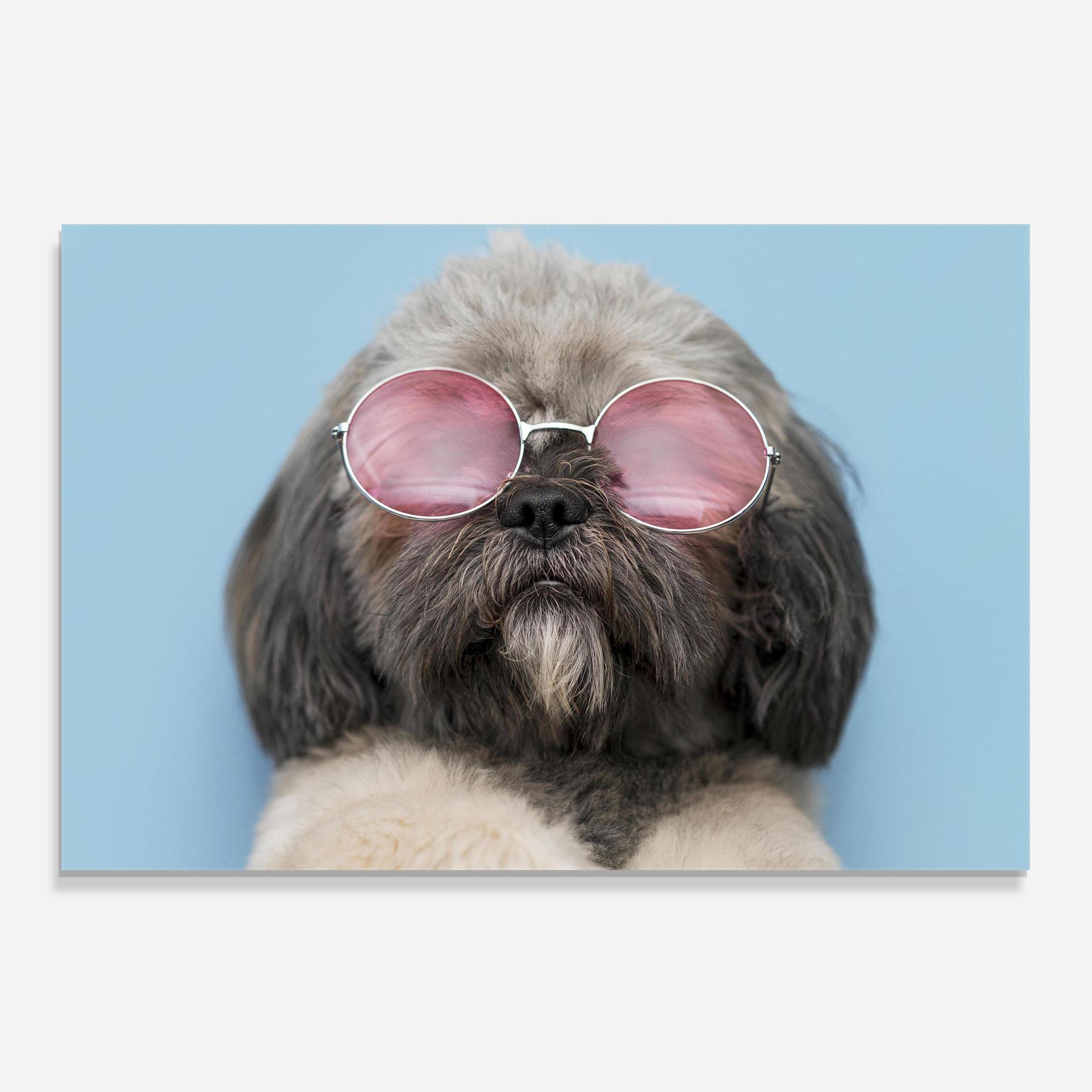 Küchenrückwand Glas Grey Dog On Blue mockup 0