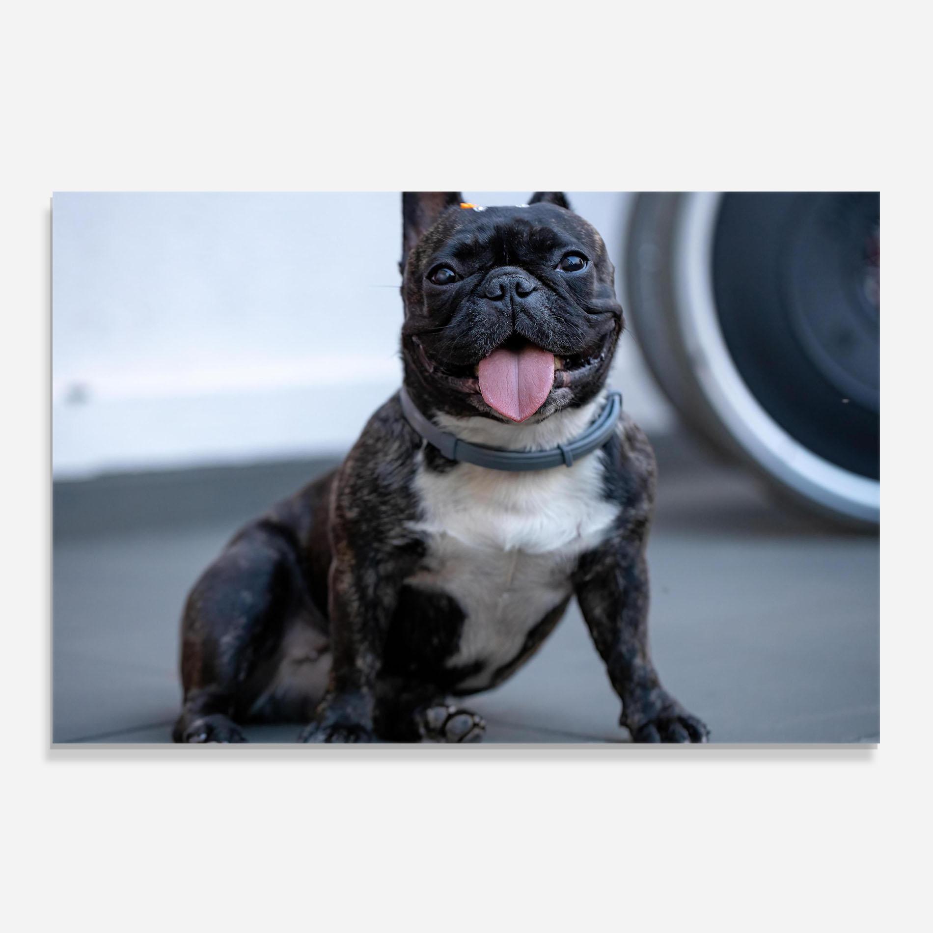 Küchenrückwand Glas Happy Black Dog mockup 0