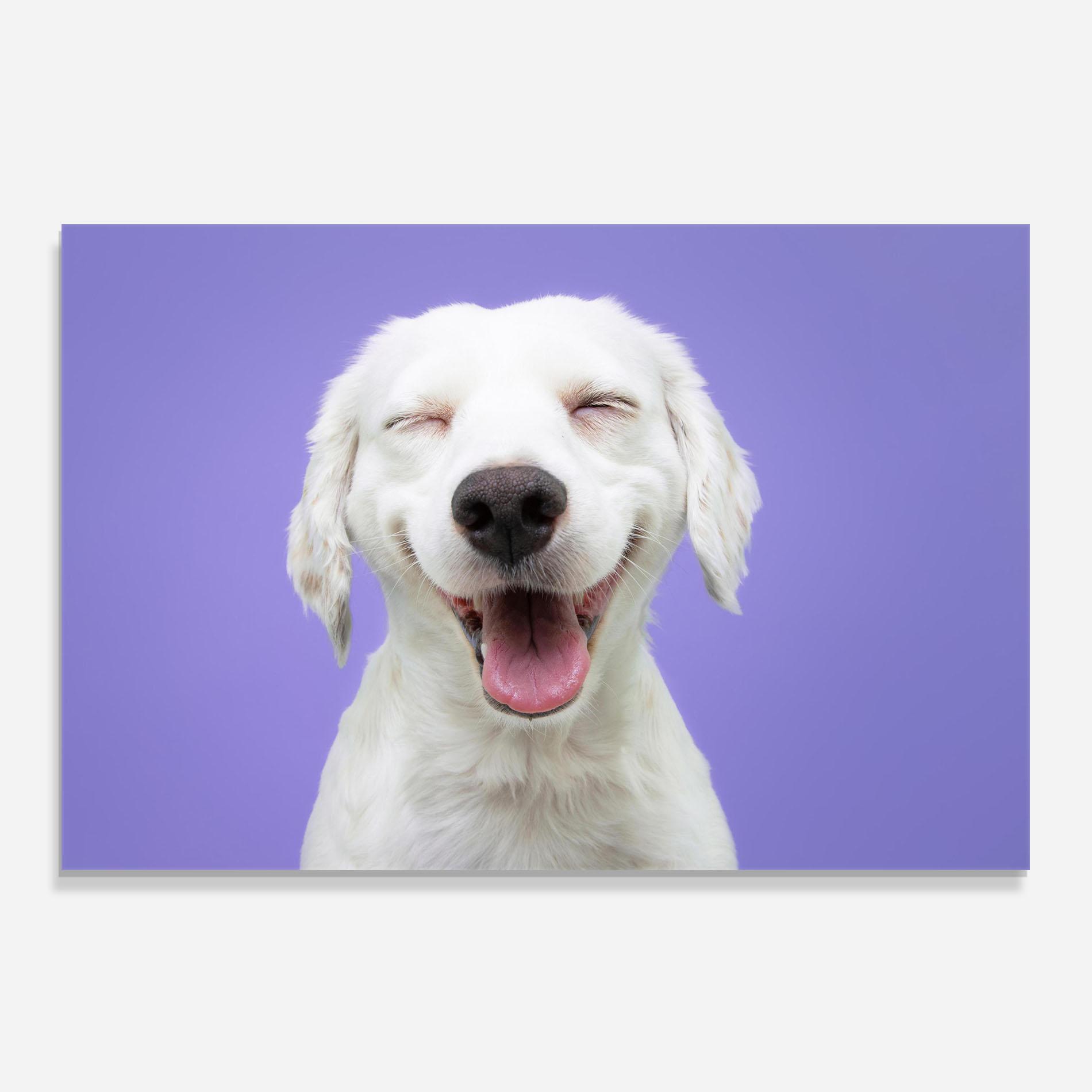 Küchenrückwand Glas Happy Whit Puppy mockup 0