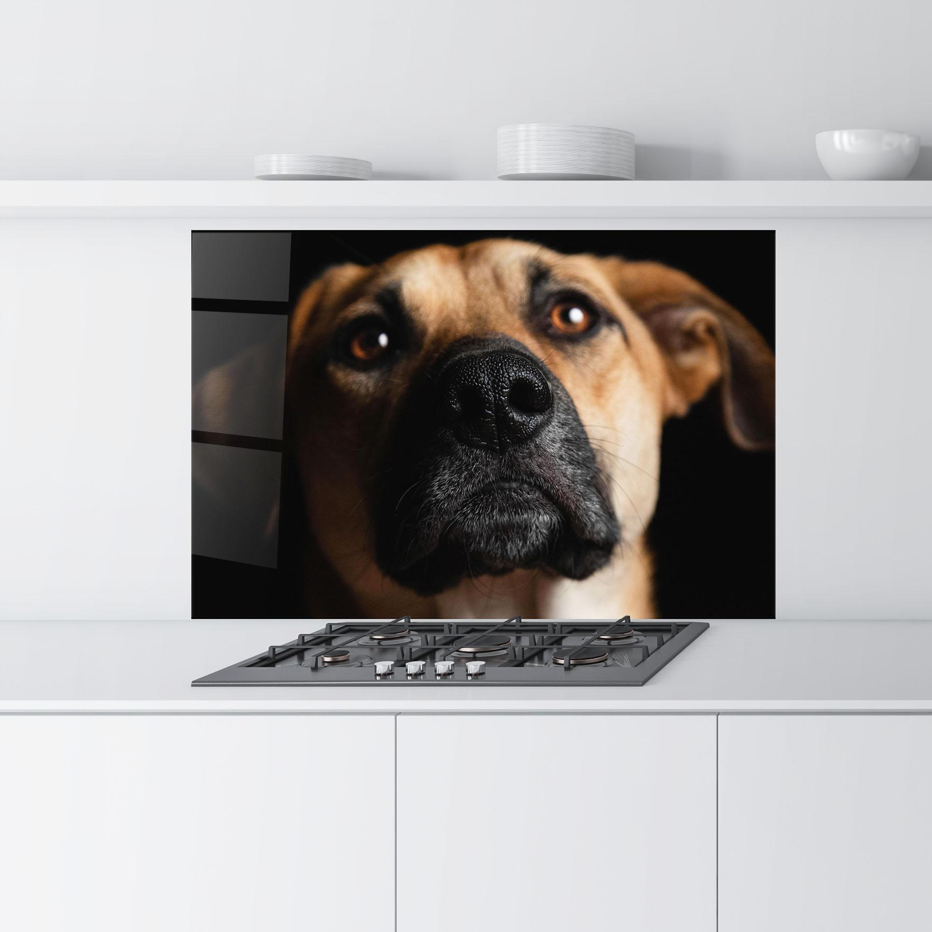 Küchenrückwand Glas Black Nose Dog mockup 9