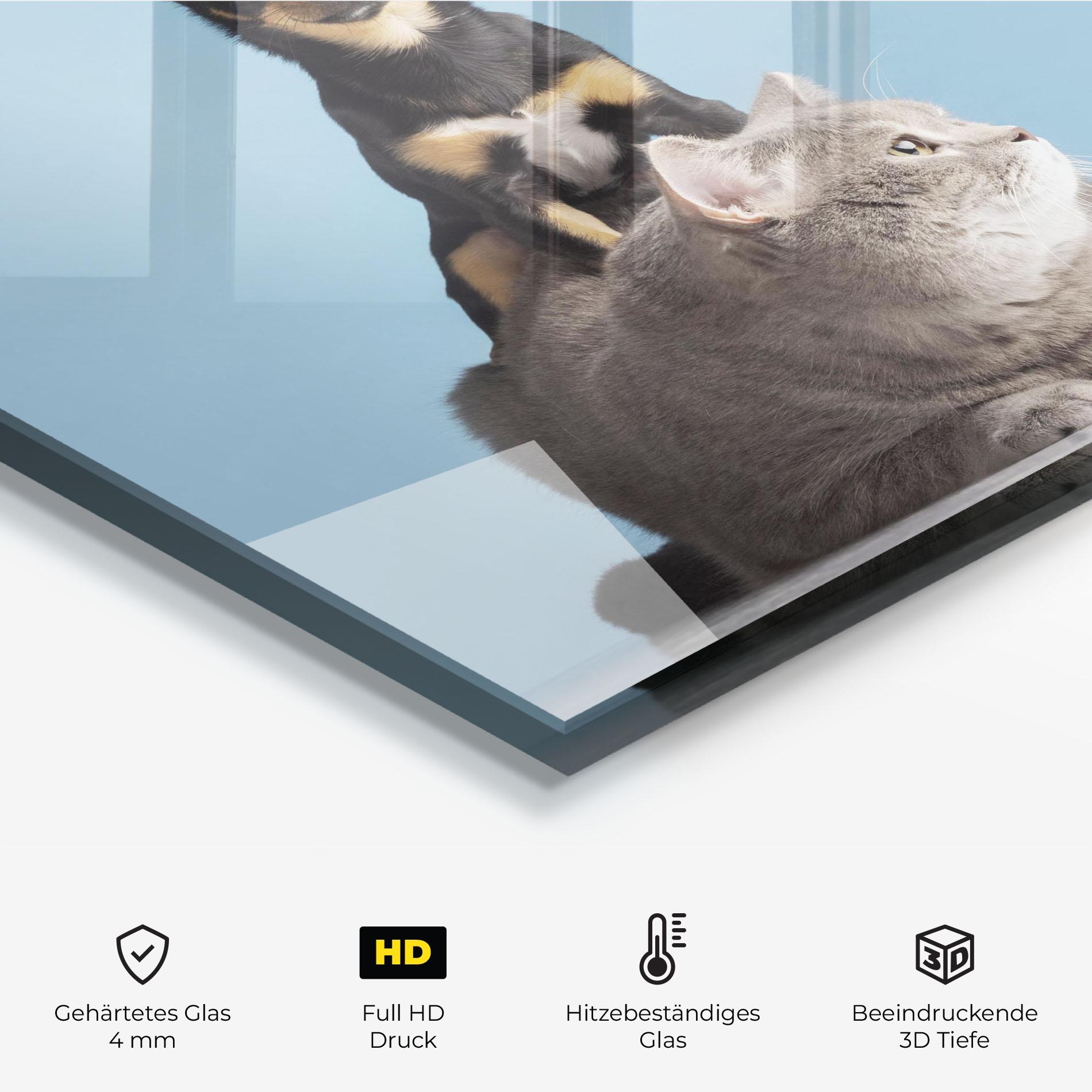 Küchenrückwand Glas Dog Grey Cat mockup 2