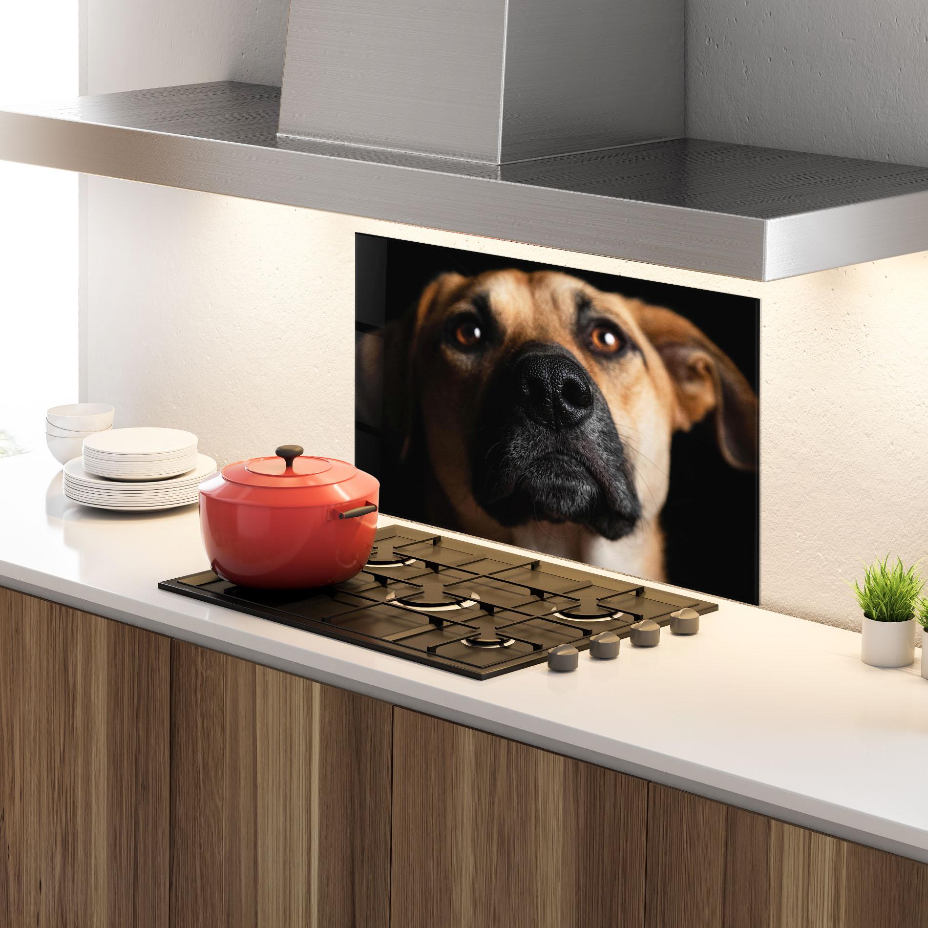 Küchenrückwand Glas Black Nose Dog mockup 4