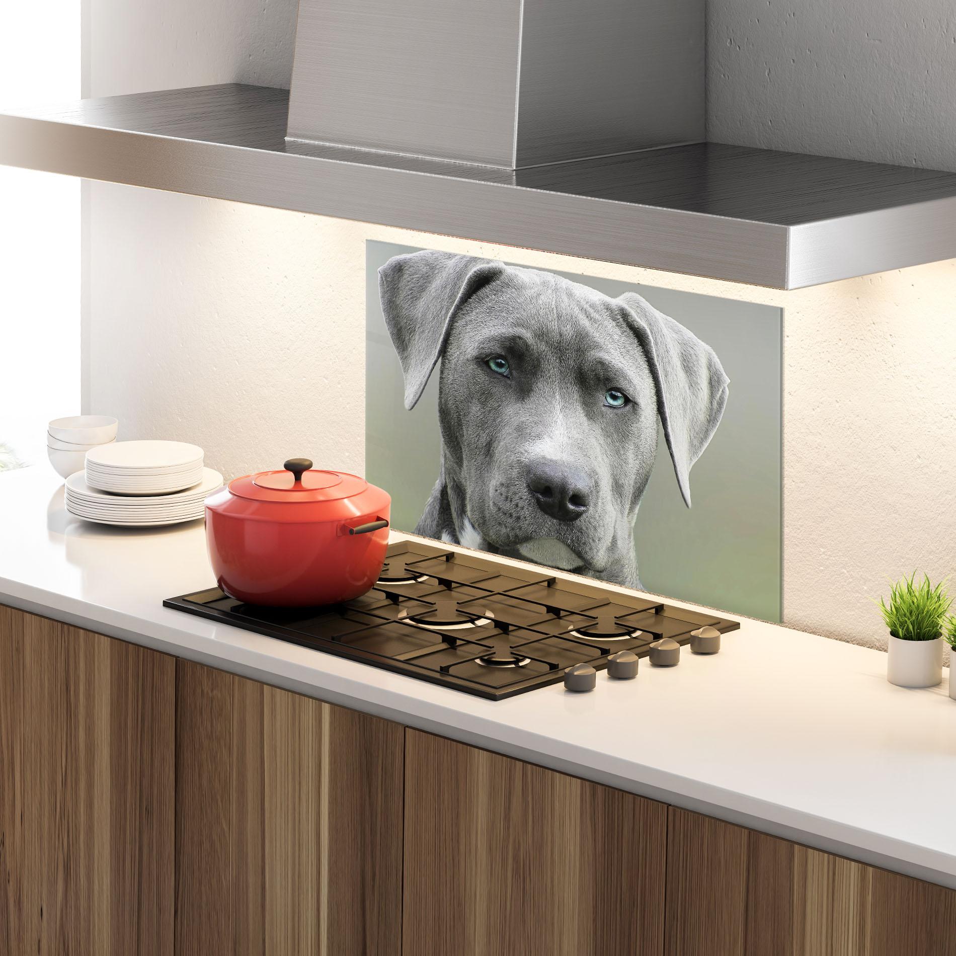 Küchenrückwand Glas Blue Eyes Dog mockup 4