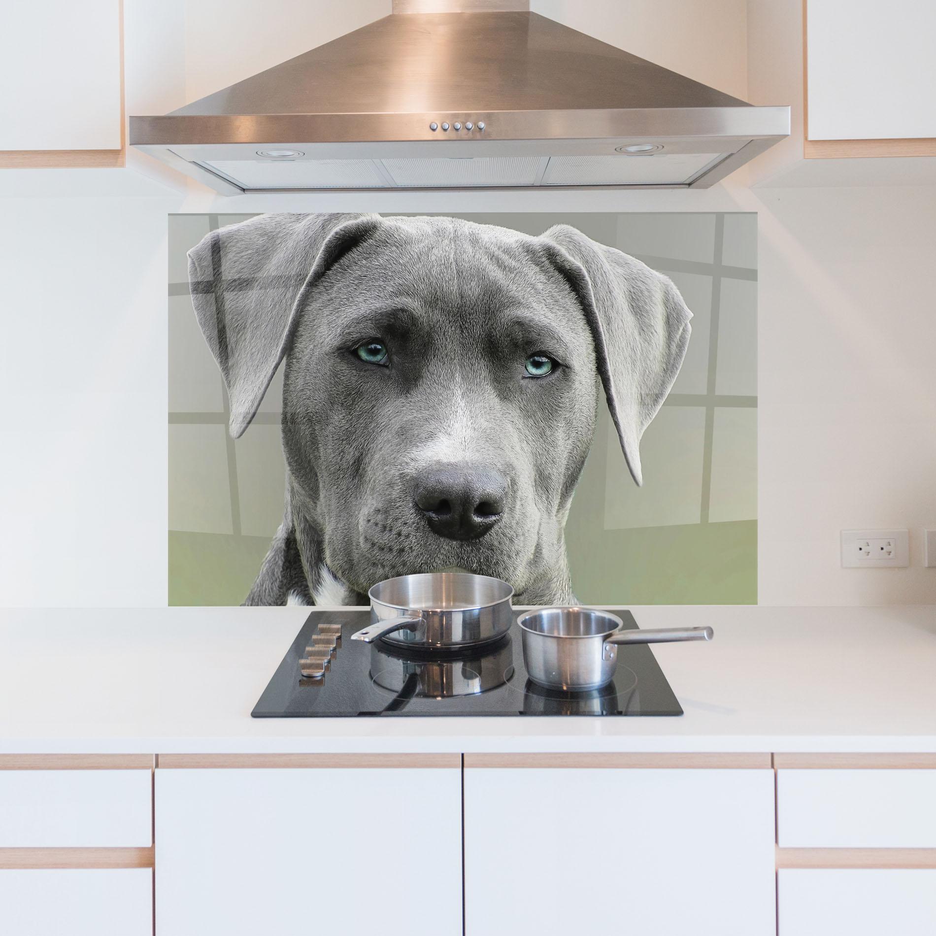 Küchenrückwand Glas Blue Eyes Dog mockup 5