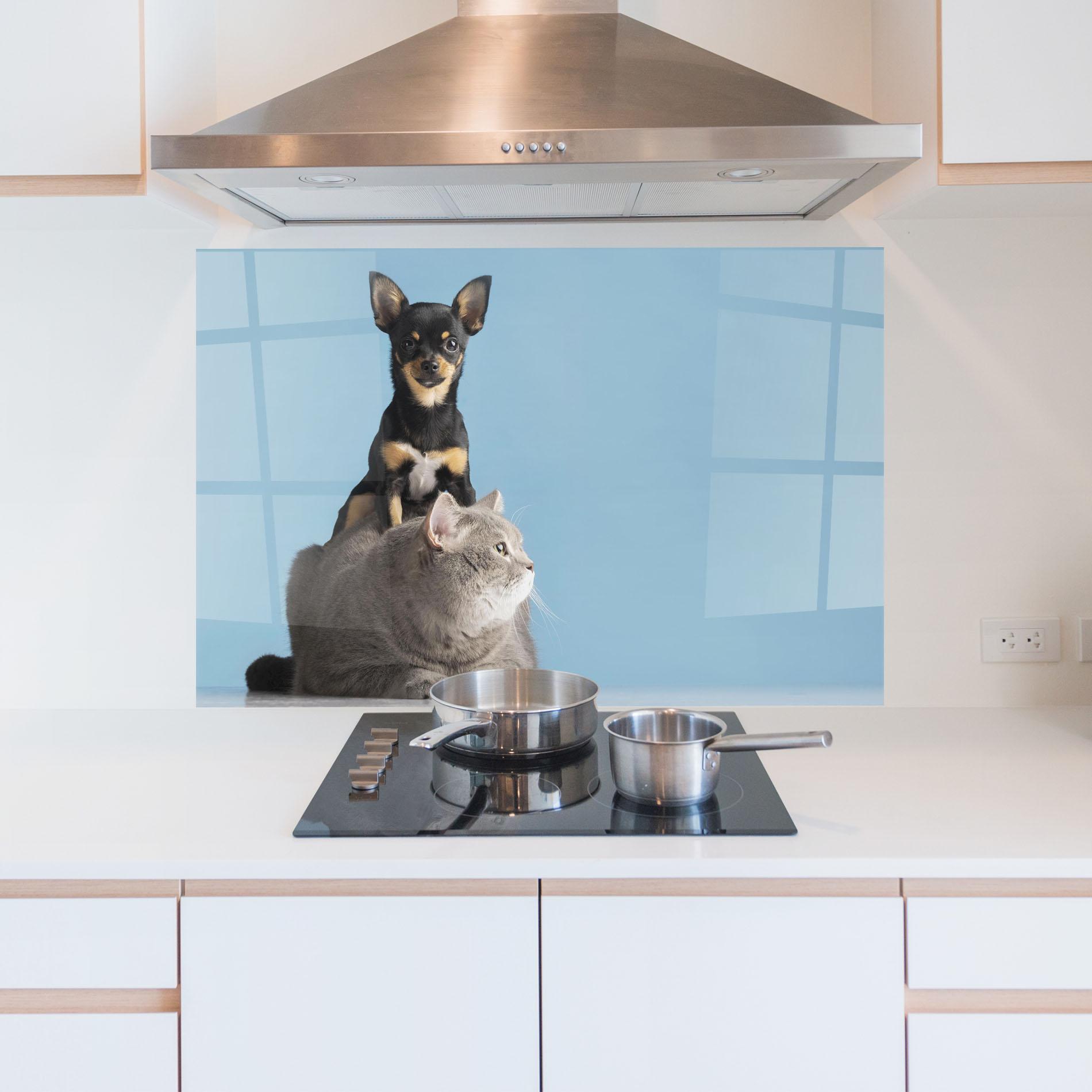 Küchenrückwand Glas Dog Grey Cat mockup 5