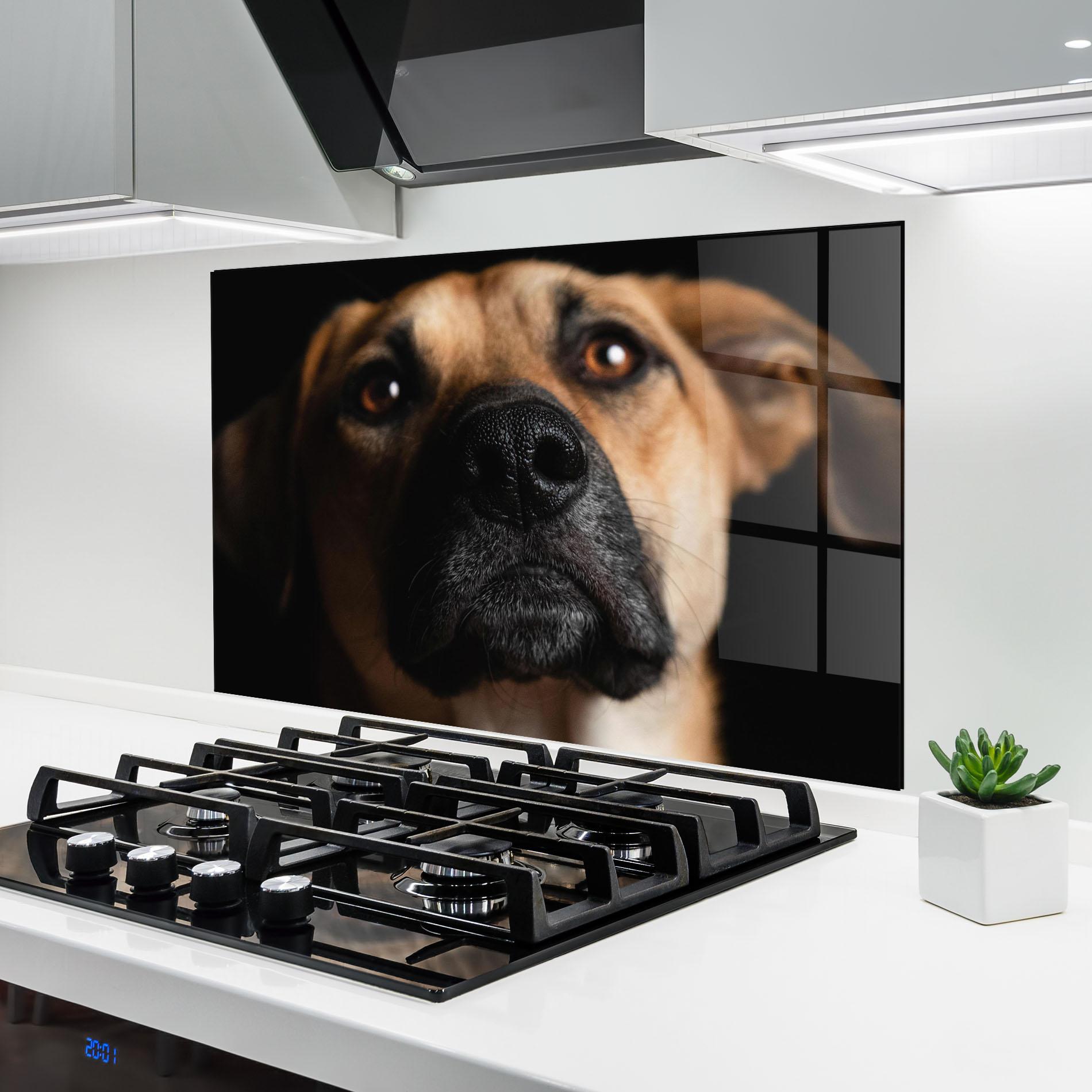 Küchenrückwand Glas Black Nose Dog mockup 6