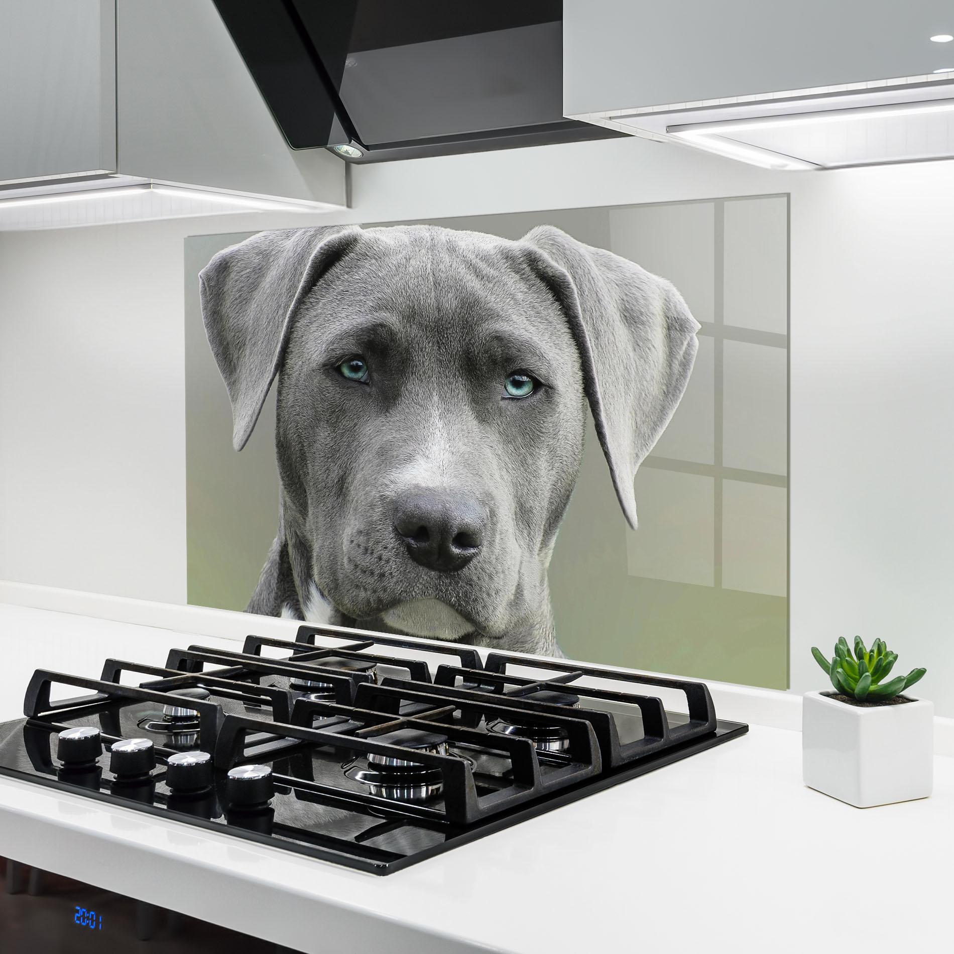 Küchenrückwand Glas Blue Eyes Dog mockup 6
