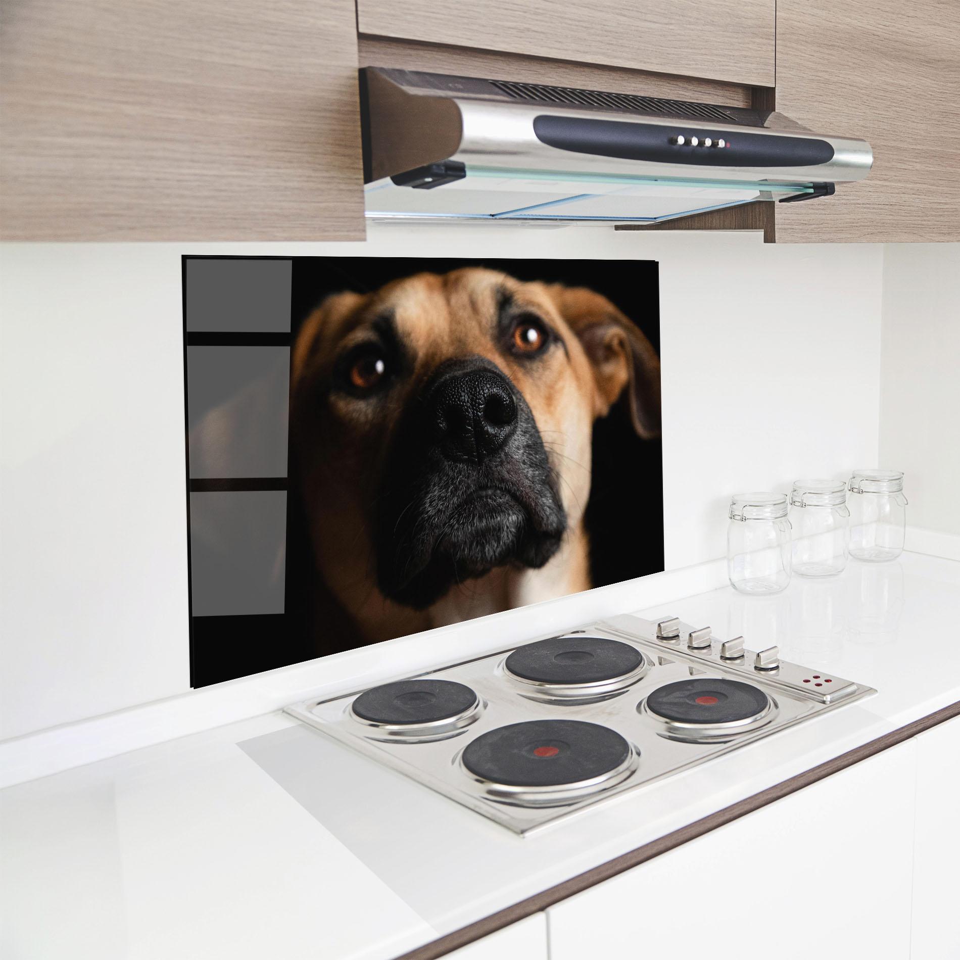 Küchenrückwand Glas Black Nose Dog mockup 8