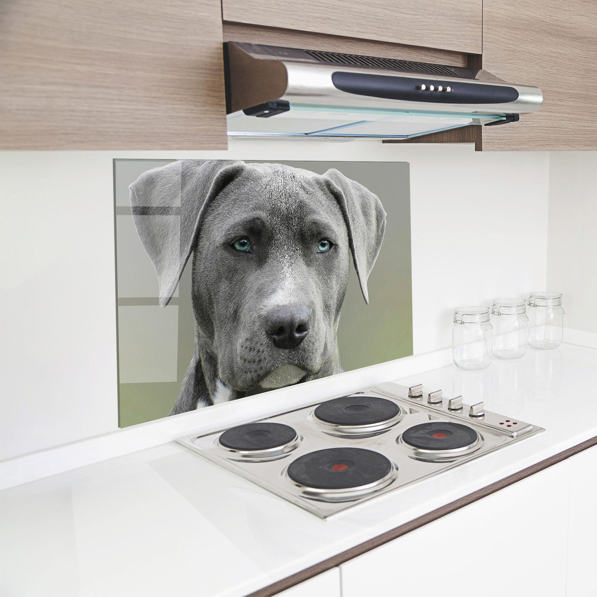 Küchenrückwand Glas Blue Eyes Dog mockup 8