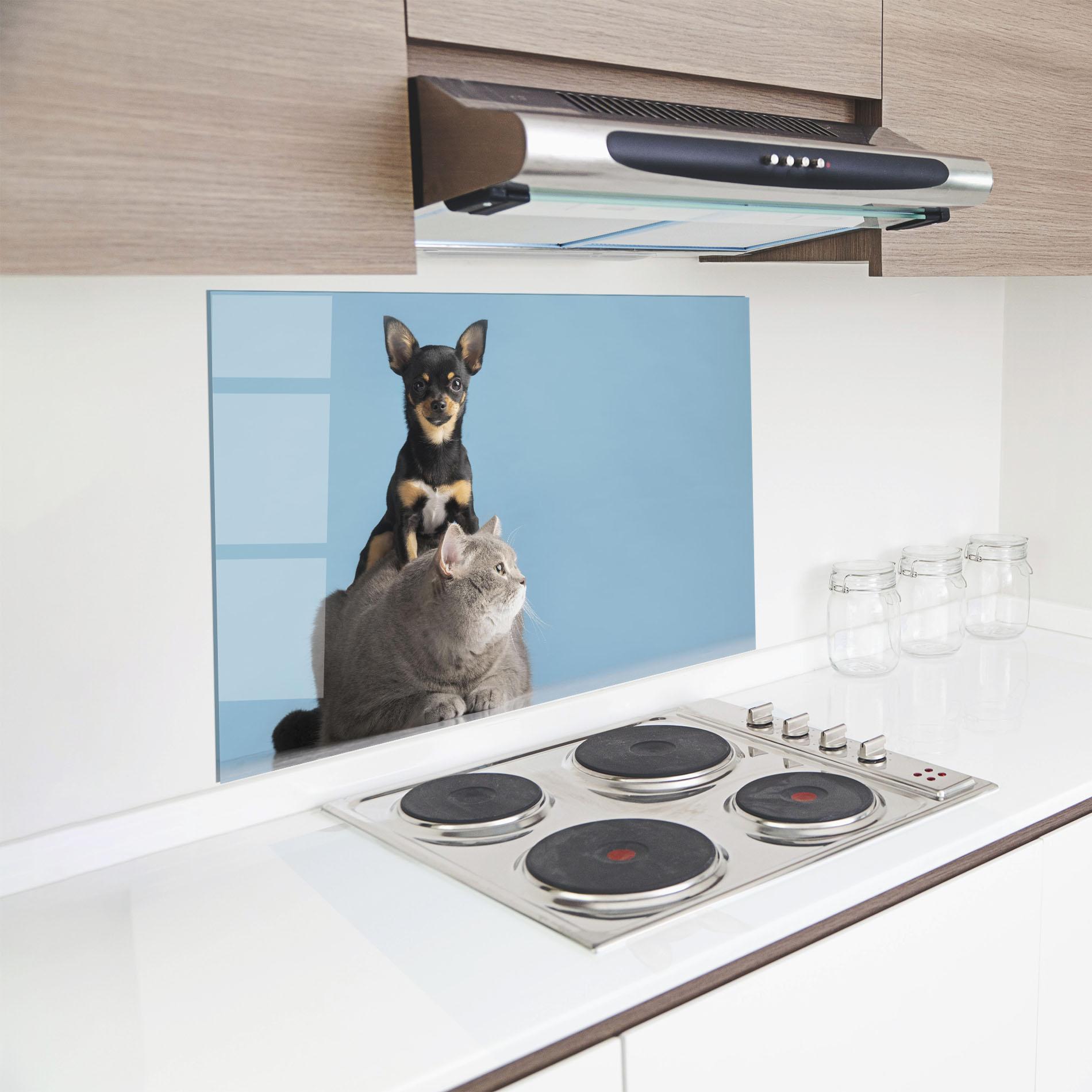 Küchenrückwand Glas Dog Grey Cat mockup 8