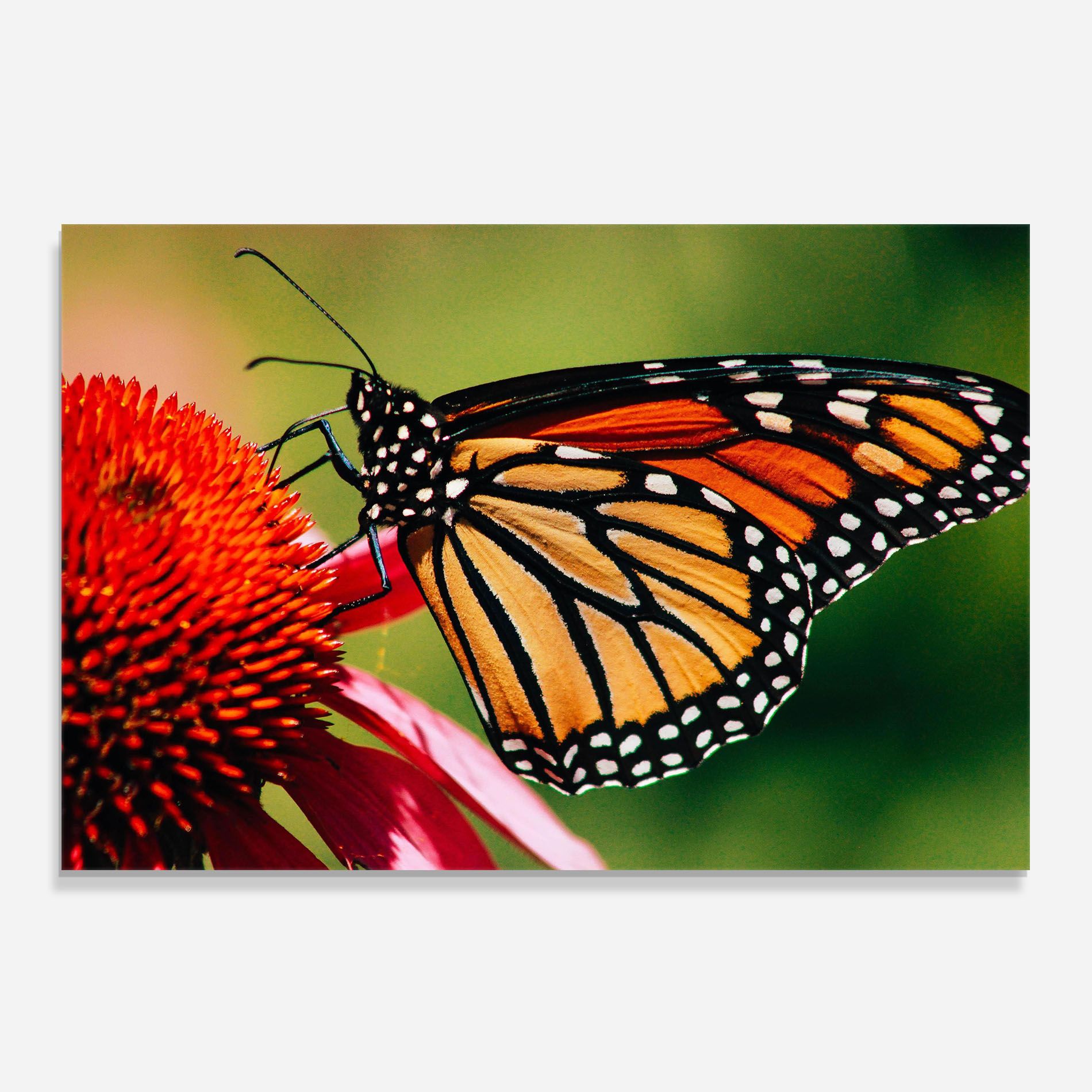 Big Orange Butterfly mockup 0