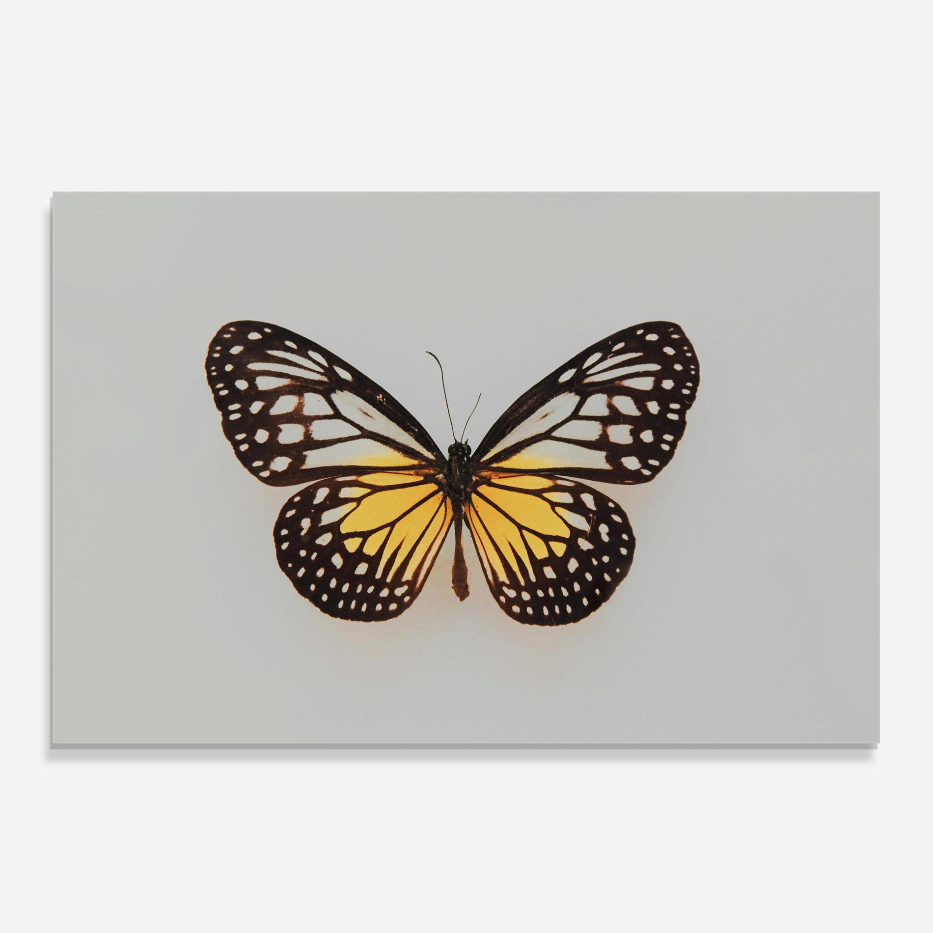 Küchenrückwand Glas Butterfly On Grey mockup 0
