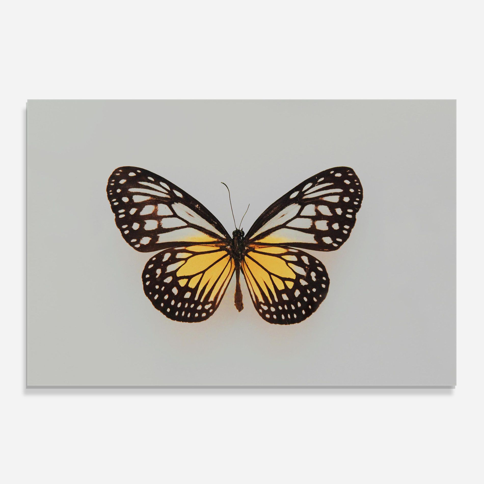 Butterfly On Grey mockup 0