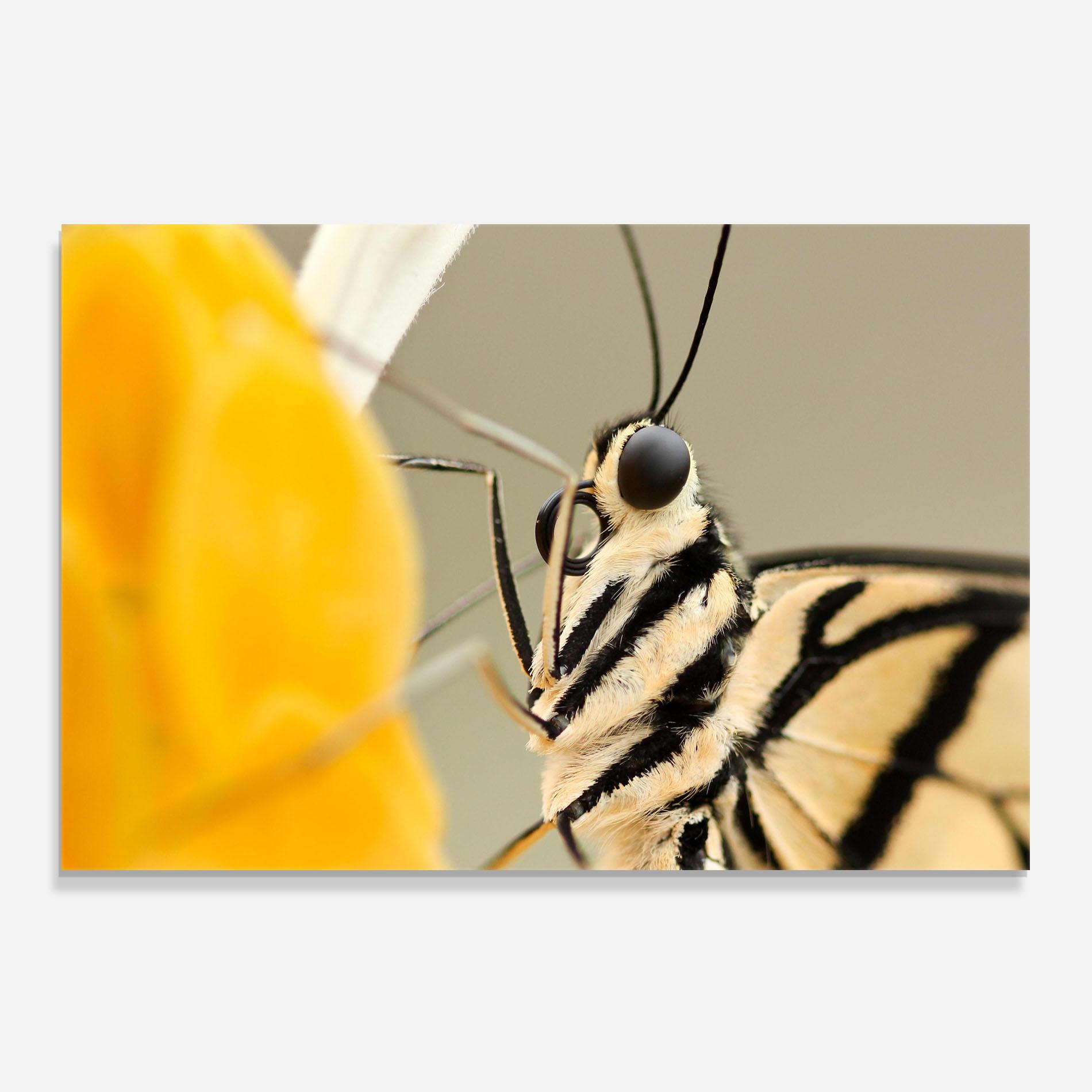 Küchenrückwand Glas Close Up Cream Butterfly mockup 0