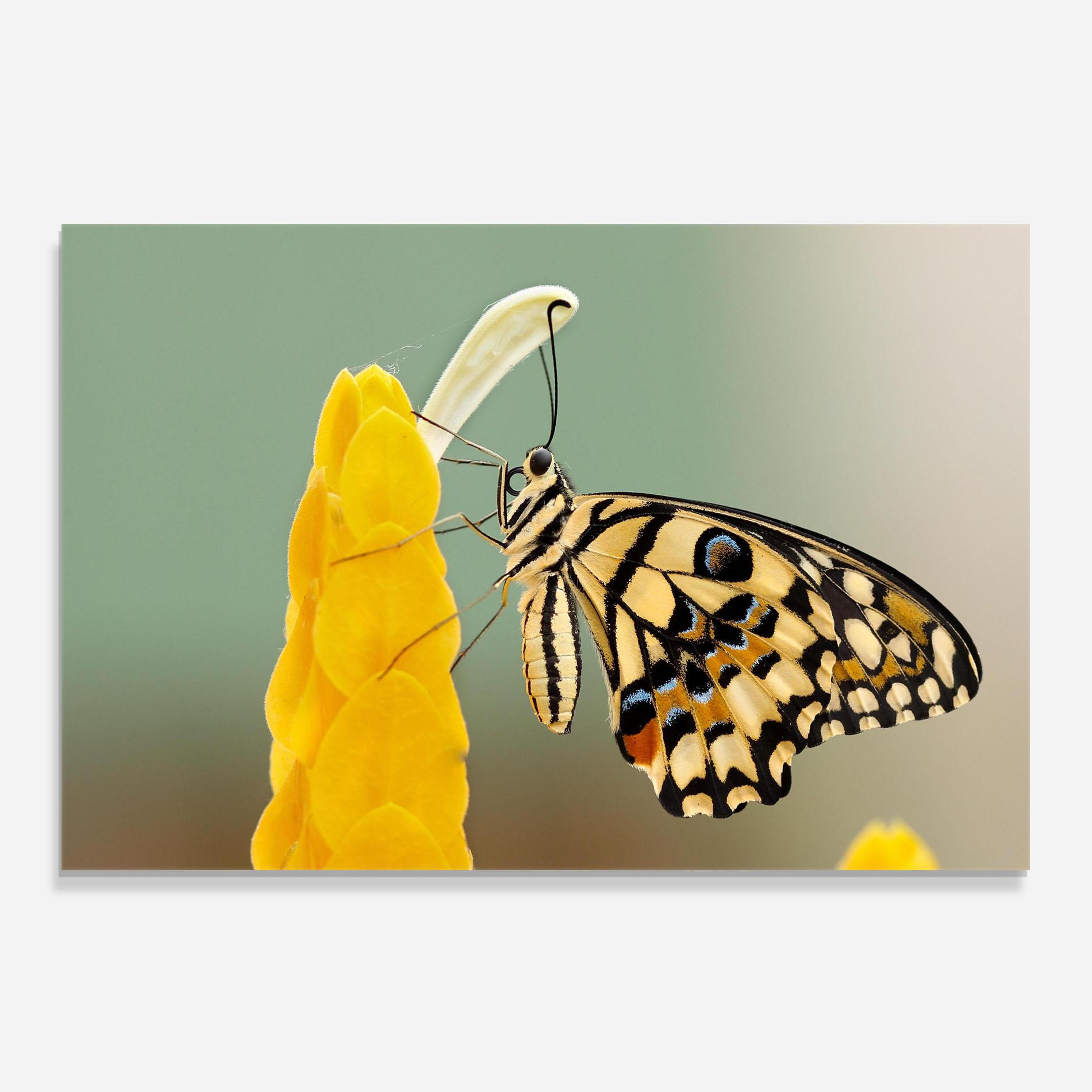 Küchenrückwand Glas Cream Yellow Butterfly mockup 0