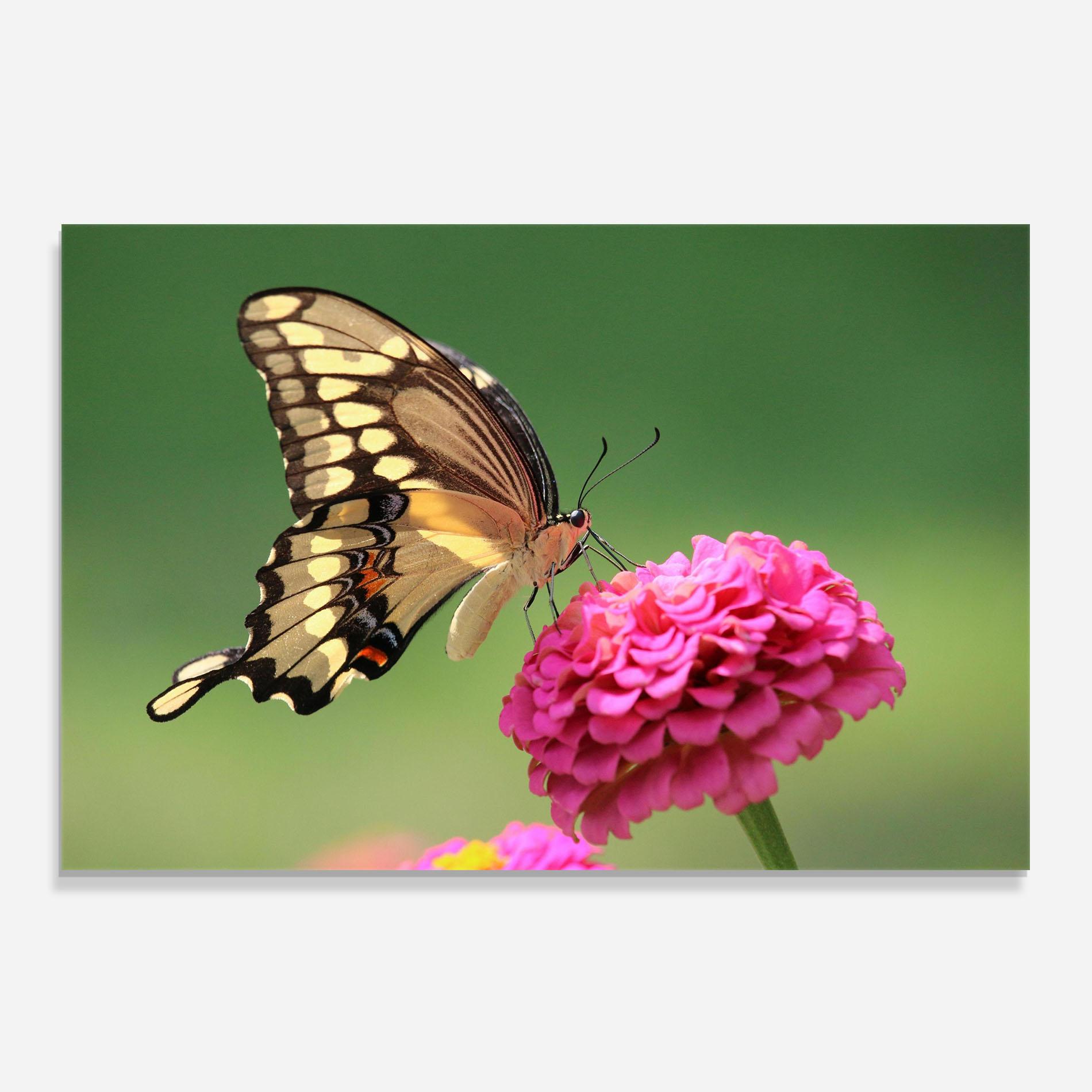 Küchenrückwand Glas Cute Cream Butterfly mockup 0