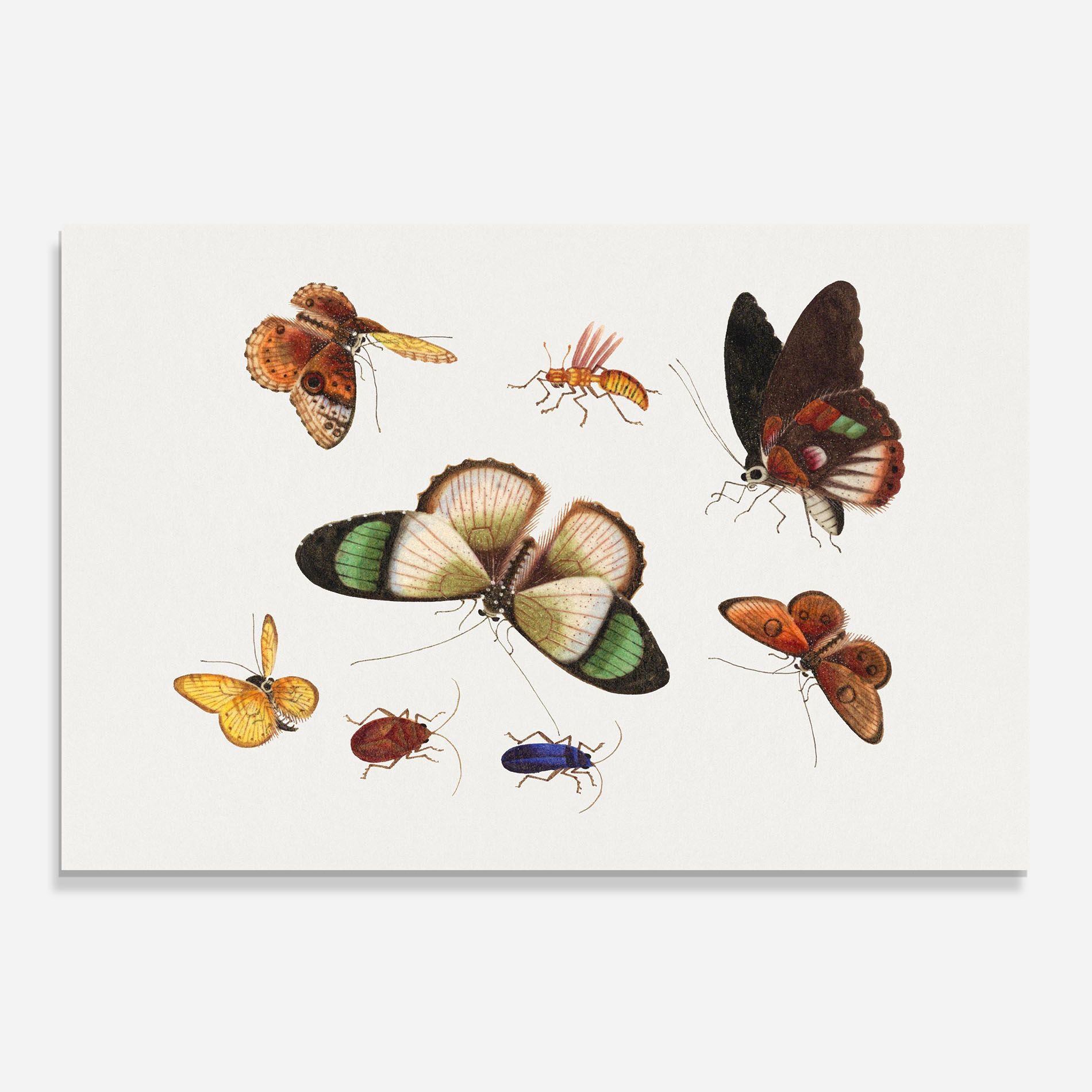 Green Cream Butterfly mockup 0